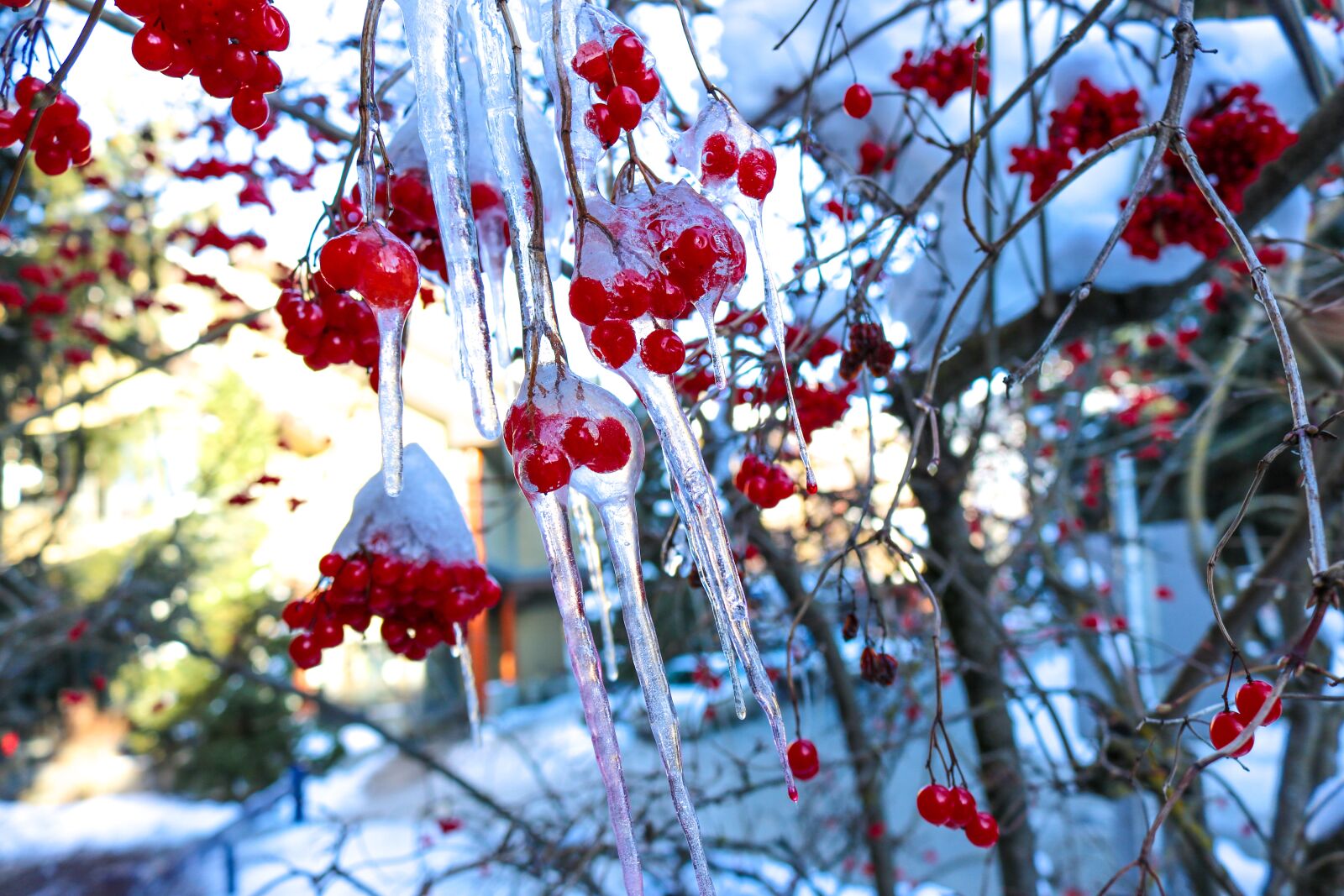 Canon EOS 750D (EOS Rebel T6i / EOS Kiss X8i) sample photo. Ice, snow, winter photography