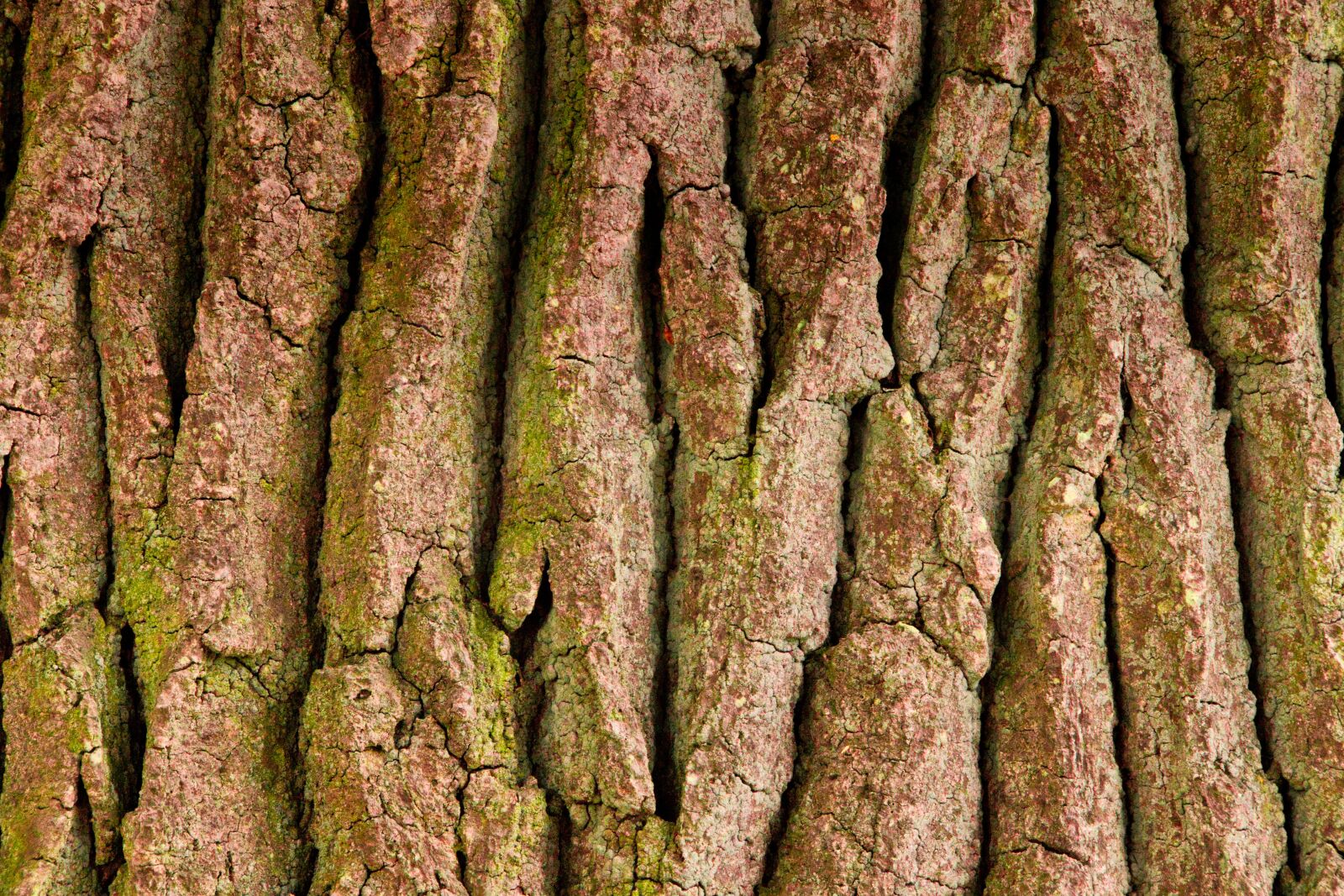 Canon EOS 200D (EOS Rebel SL2 / EOS Kiss X9) sample photo. Tree bark, tree, structure photography