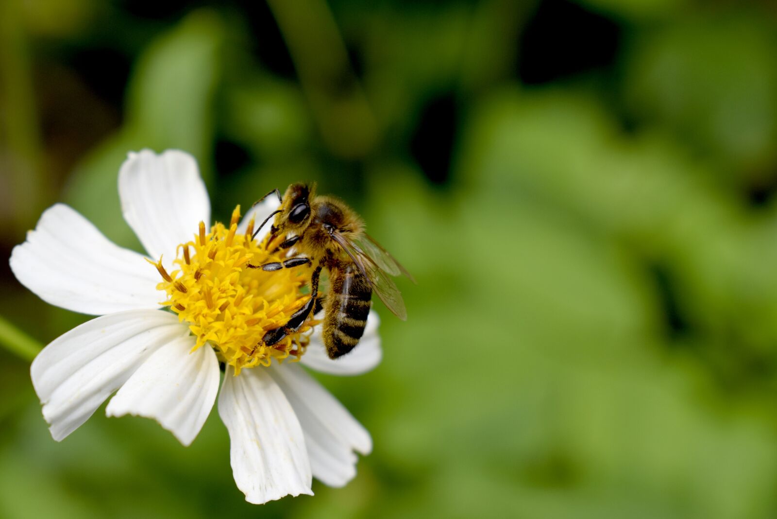 Nikon D5300 sample photo. Bee, garden, flower photography