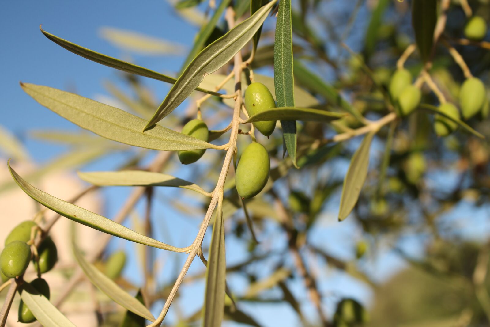 Canon EOS 1100D (EOS Rebel T3 / EOS Kiss X50) sample photo. Olive, mediterranean, olive tree photography