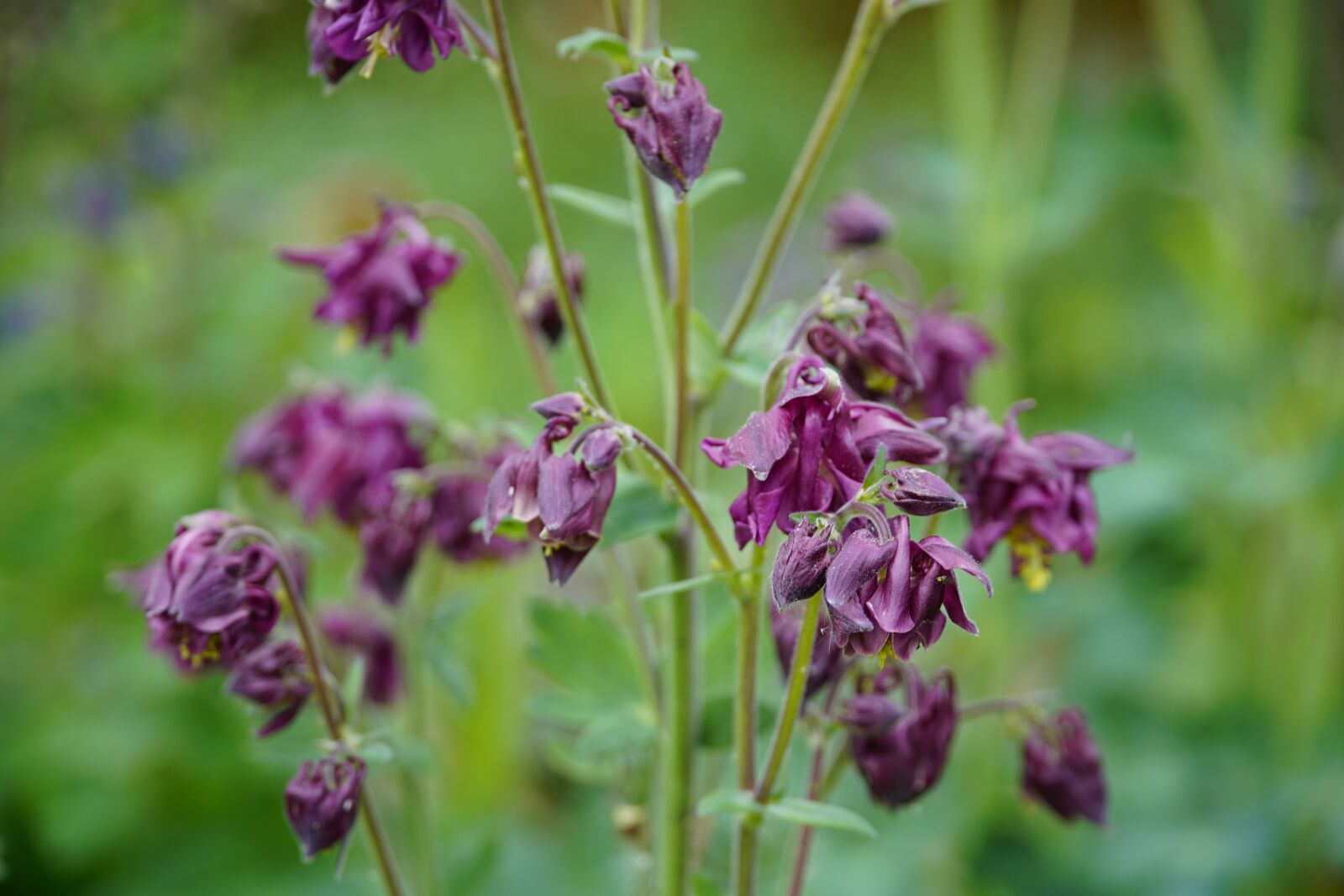 Sony a7R II + Sony E PZ 18-105mm F4 G OSS sample photo. Aquilegia, columbine, red photography