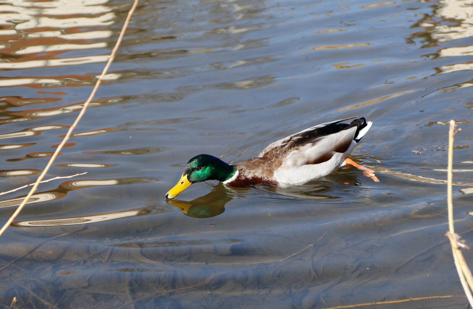 Canon EOS 80D sample photo. Duck, bird, puddle photography