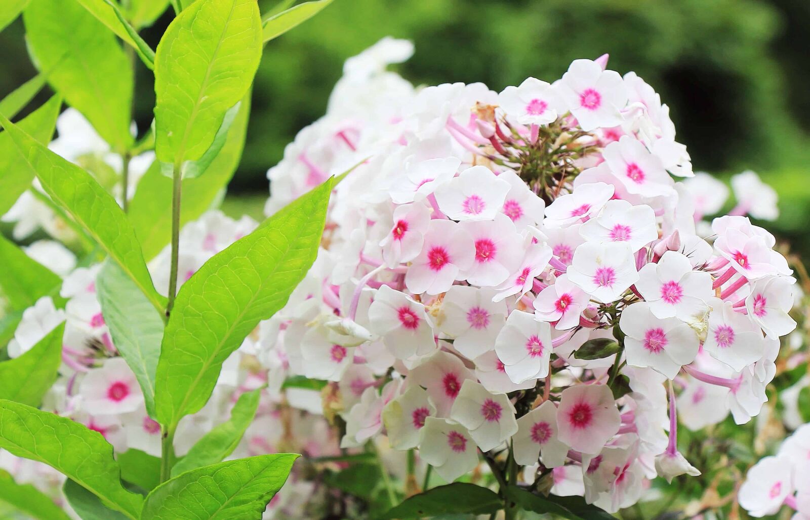 Canon EOS 550D (EOS Rebel T2i / EOS Kiss X4) sample photo. Nature, summer, petal, garden photography