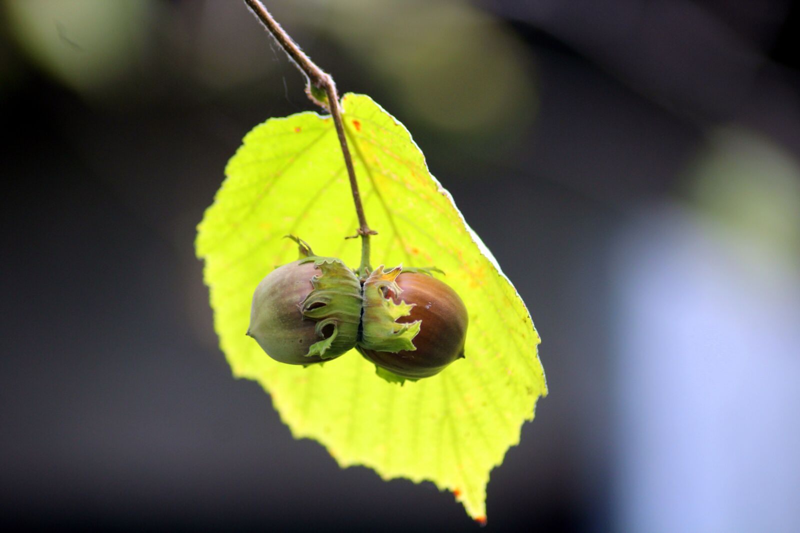 Canon EOS 1200D (EOS Rebel T5 / EOS Kiss X70 / EOS Hi) sample photo. Hazelnut, hazel, summer photography