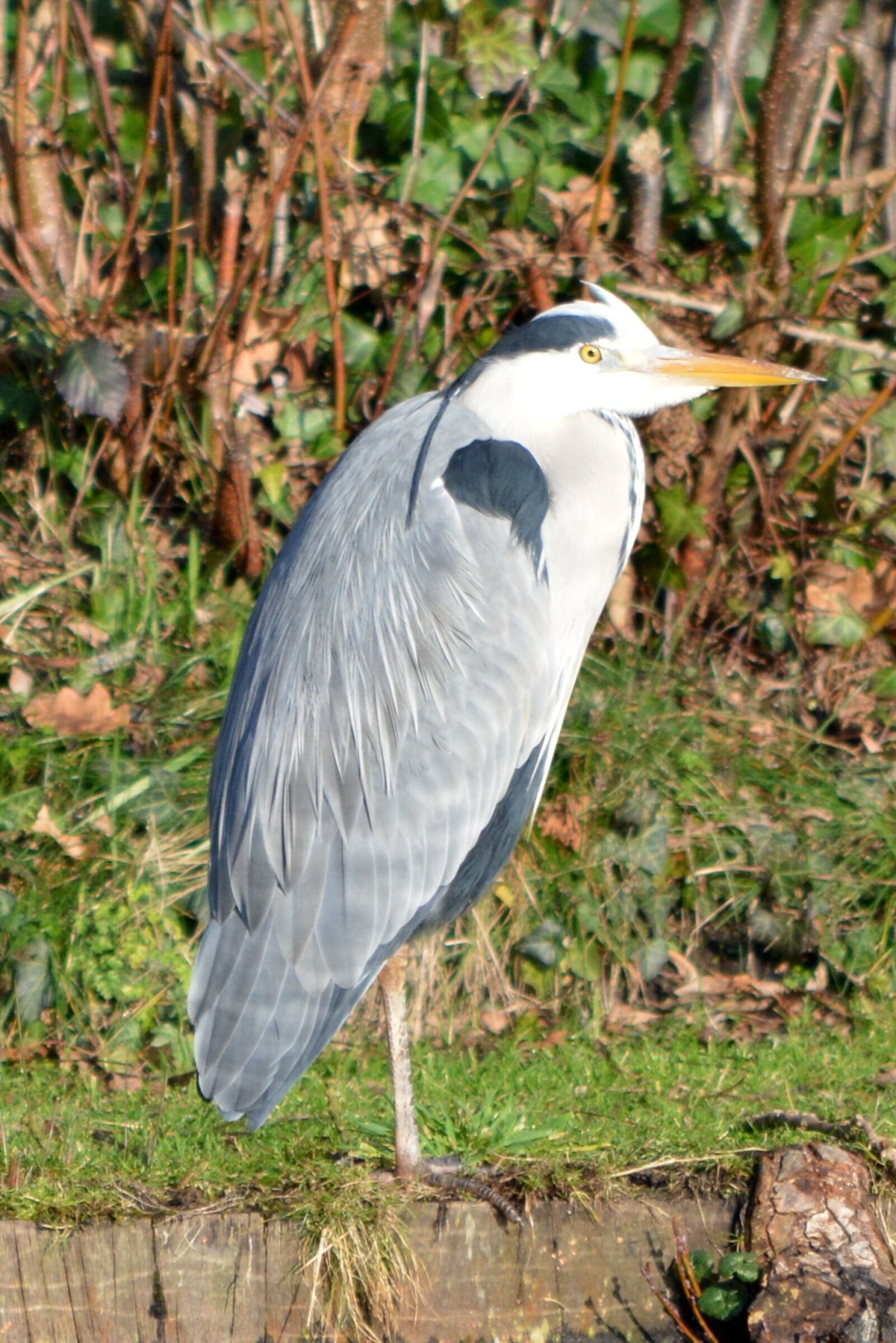 Nikon D5200 sample photo. Heron, bird, nature photography