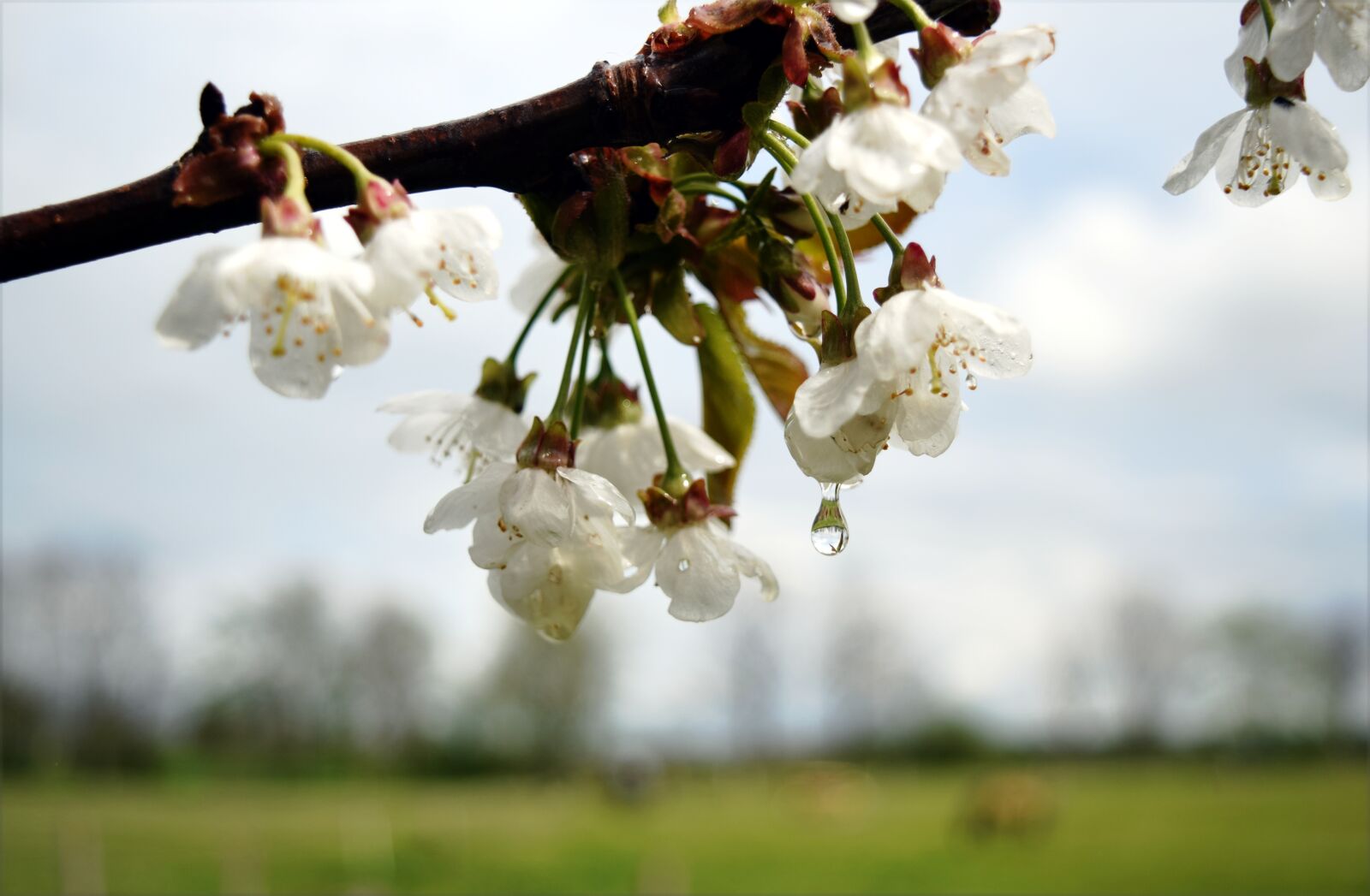 Nikon D5300 sample photo. Cherry blossom, rain, drip photography