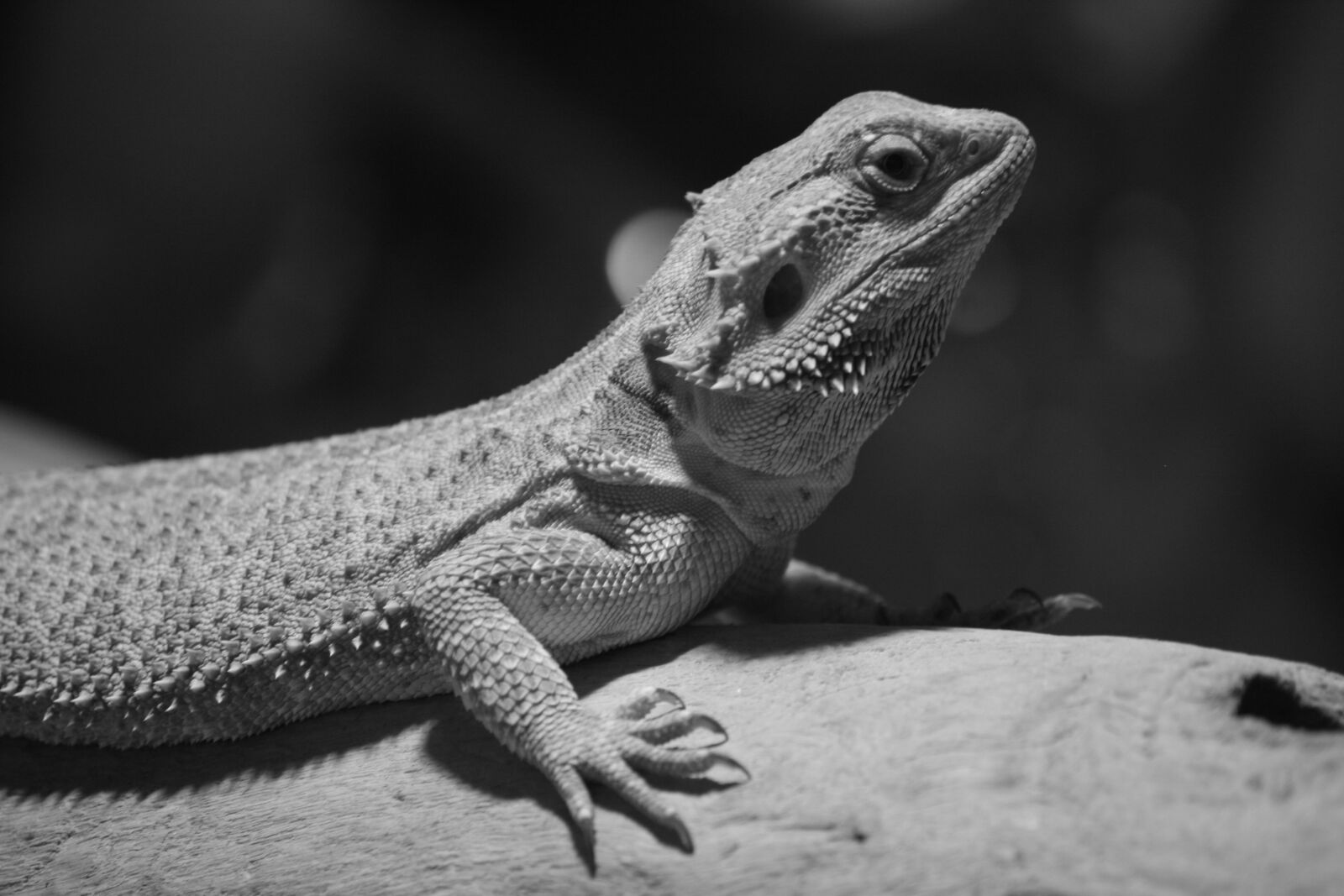 Canon EOS 400D (EOS Digital Rebel XTi / EOS Kiss Digital X) sample photo. Bearded dragon, portrait, prickly photography