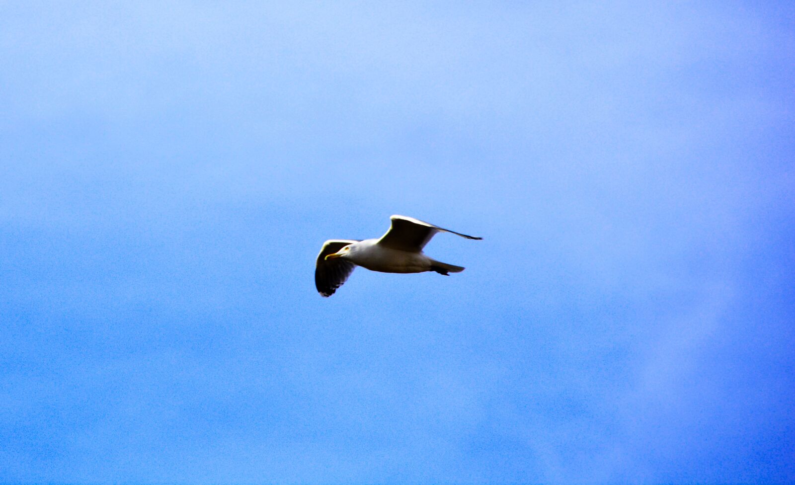 Nikon D7100 sample photo. Bird, fly, animal photography
