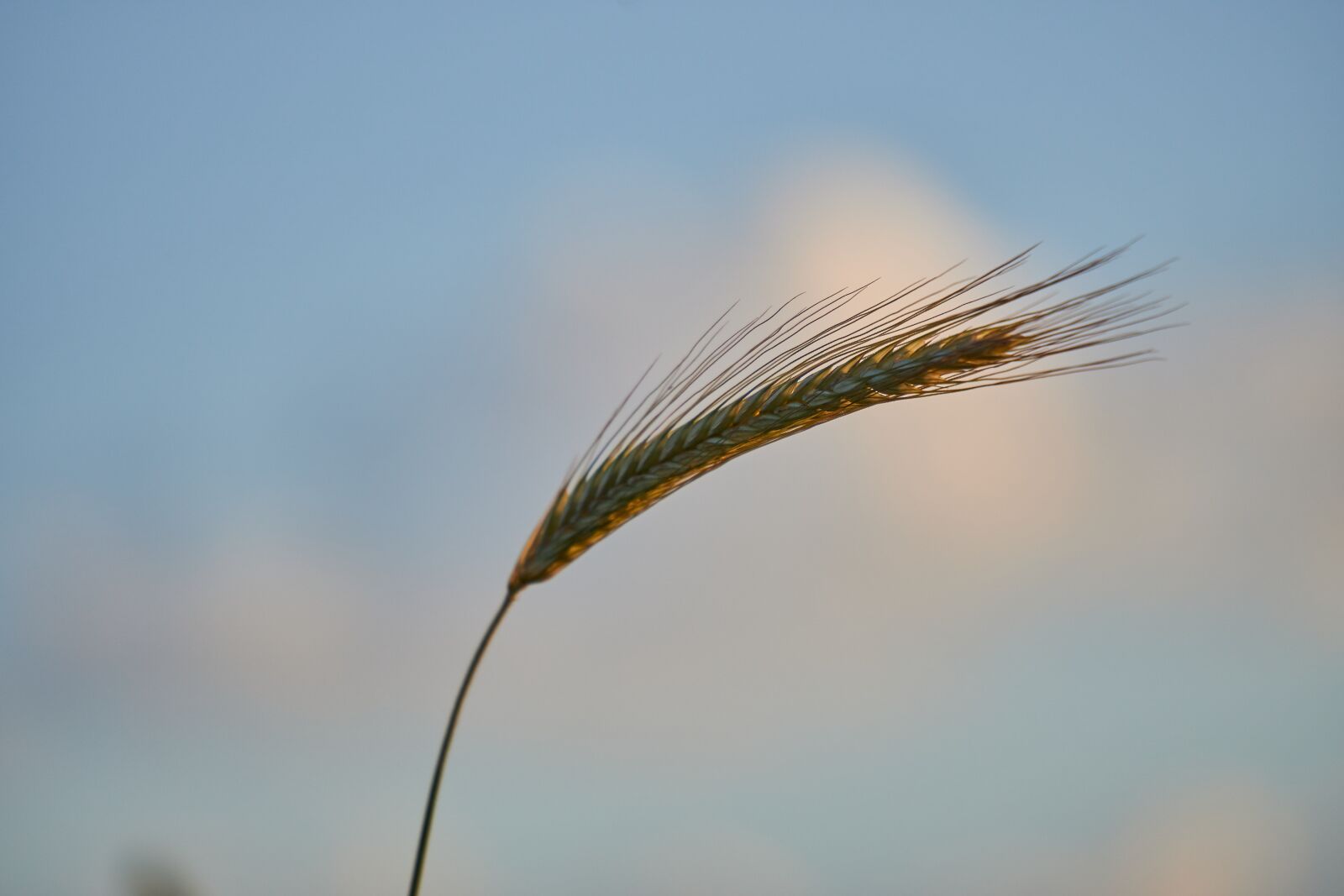 Sony a6400 + Sony E 55-210mm F4.5-6.3 OSS sample photo. Cereals, close up, macro photography