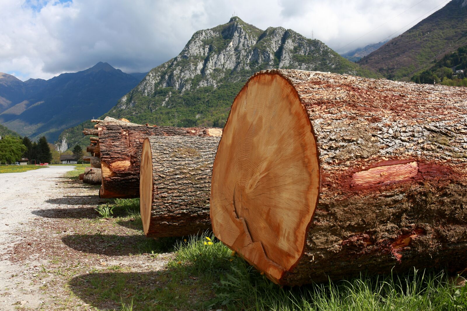 Canon EOS 5D Mark III sample photo. Trunks, trees, tree trunk photography