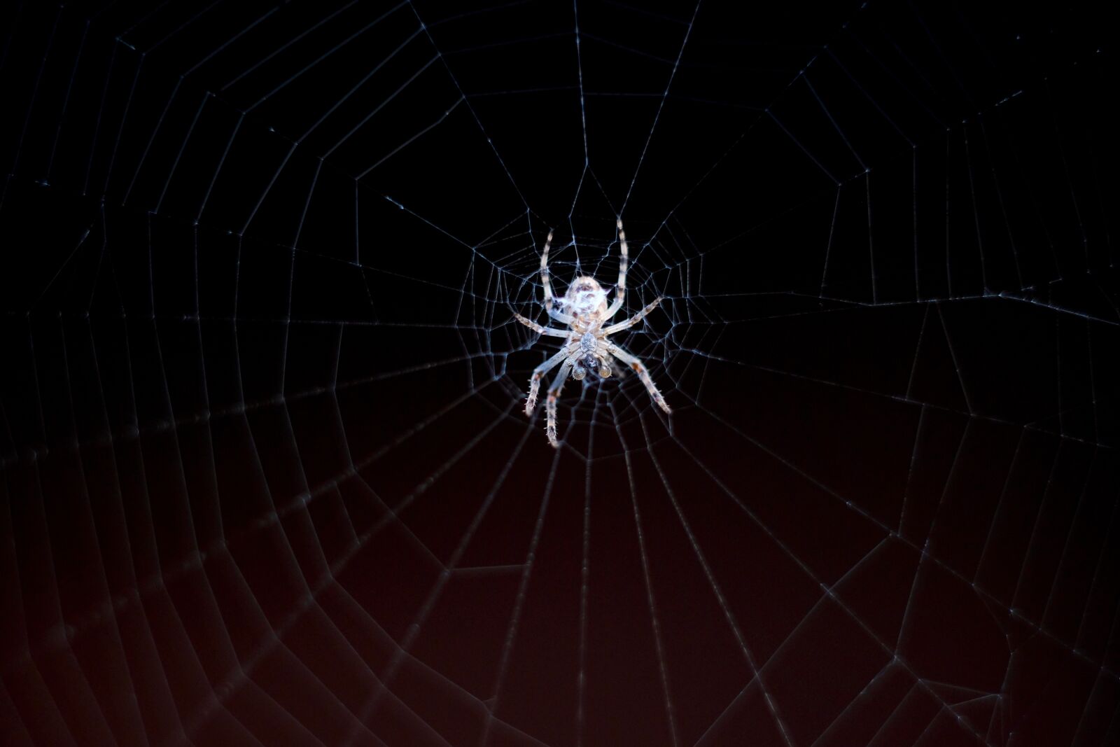 Fujifilm X-T20 sample photo. Spider, cobweb, web photography