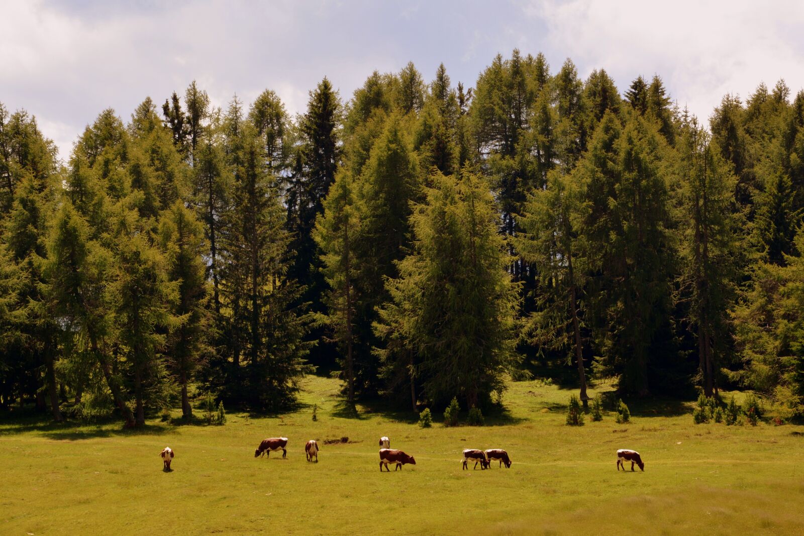 Nikon D7100 sample photo. Prato, forest, pasture photography