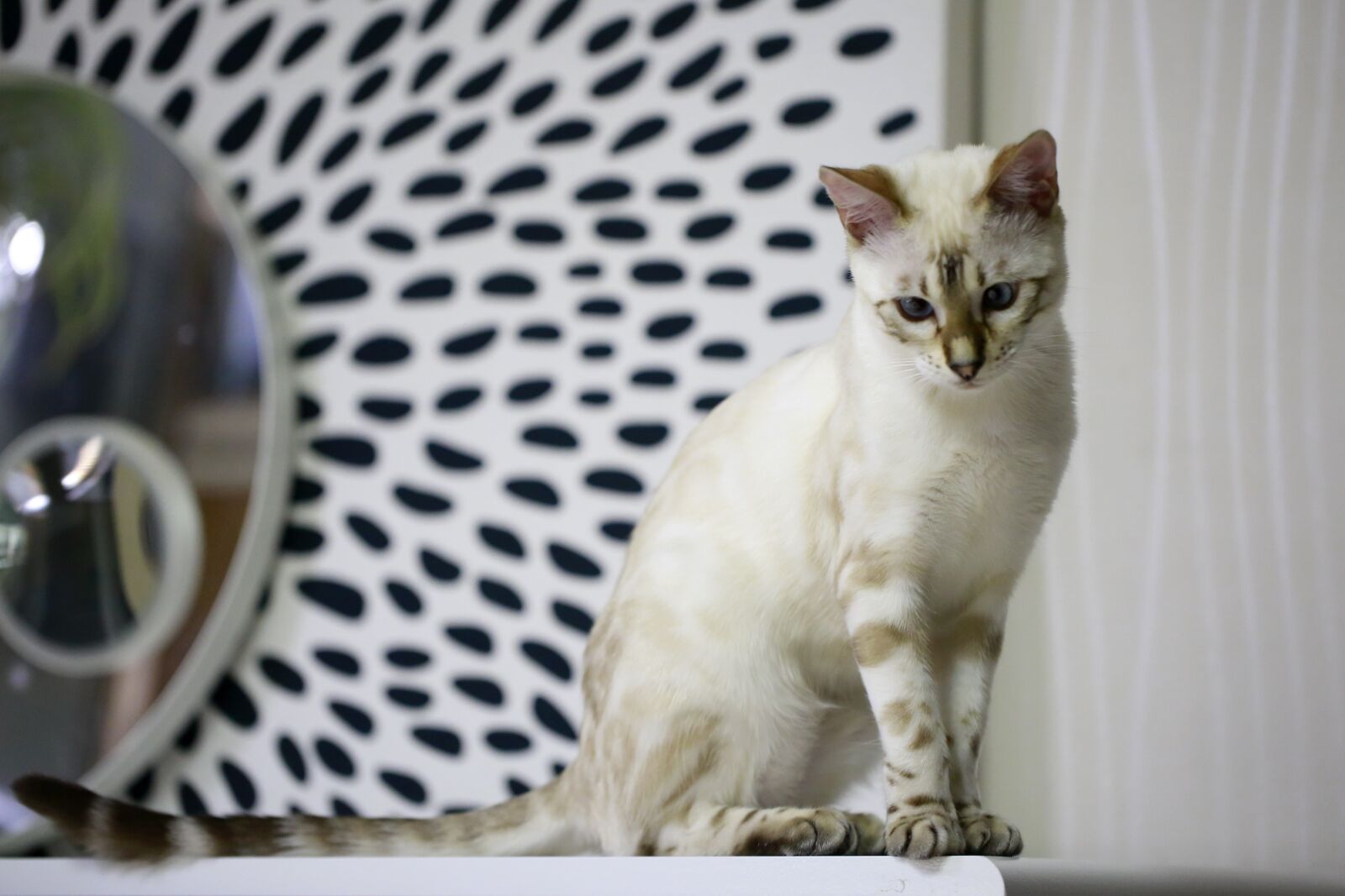 Canon EOS 5D Mark III sample photo. Bengal cat, baby cats photography
