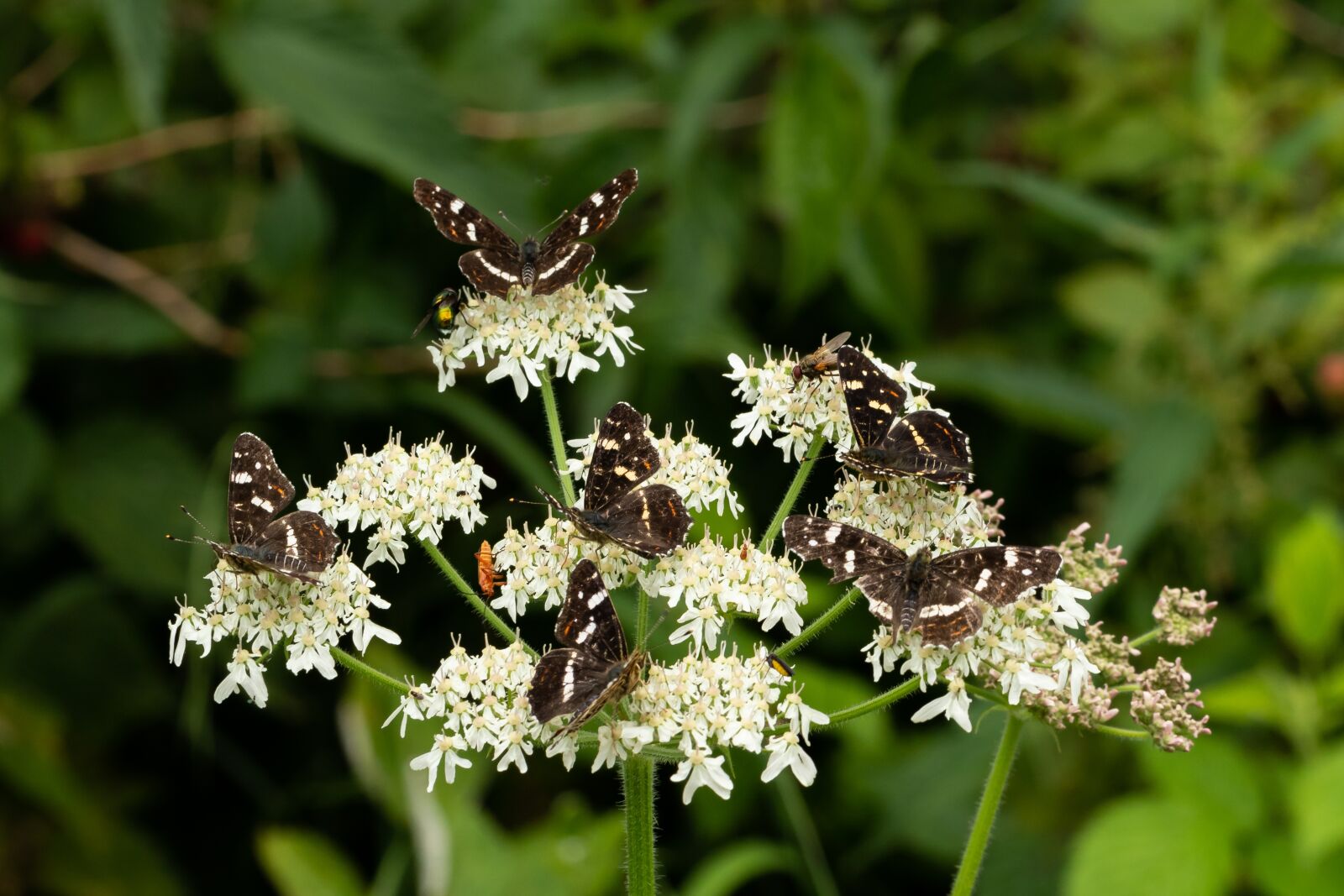 Canon EOS 7D Mark II sample photo. Butterfly, blossom, bloom photography