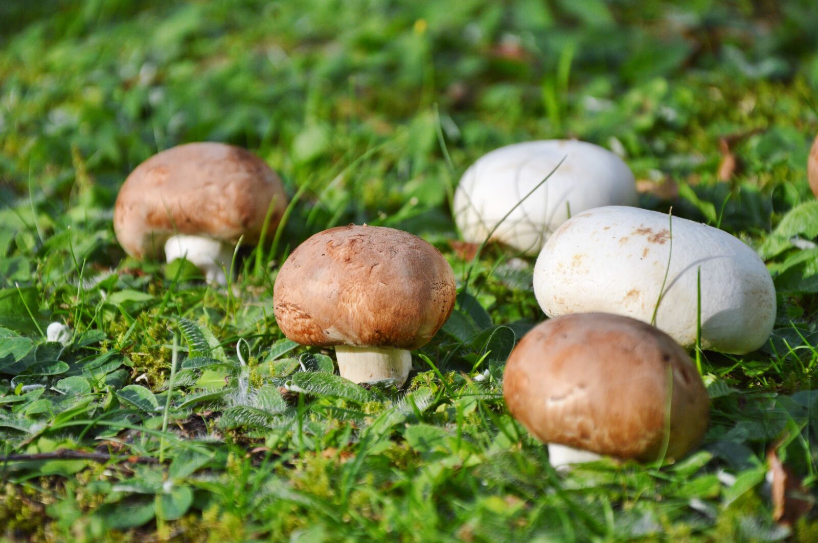 Nikon D3200 sample photo. Mushroom, egerling, disc fungus photography