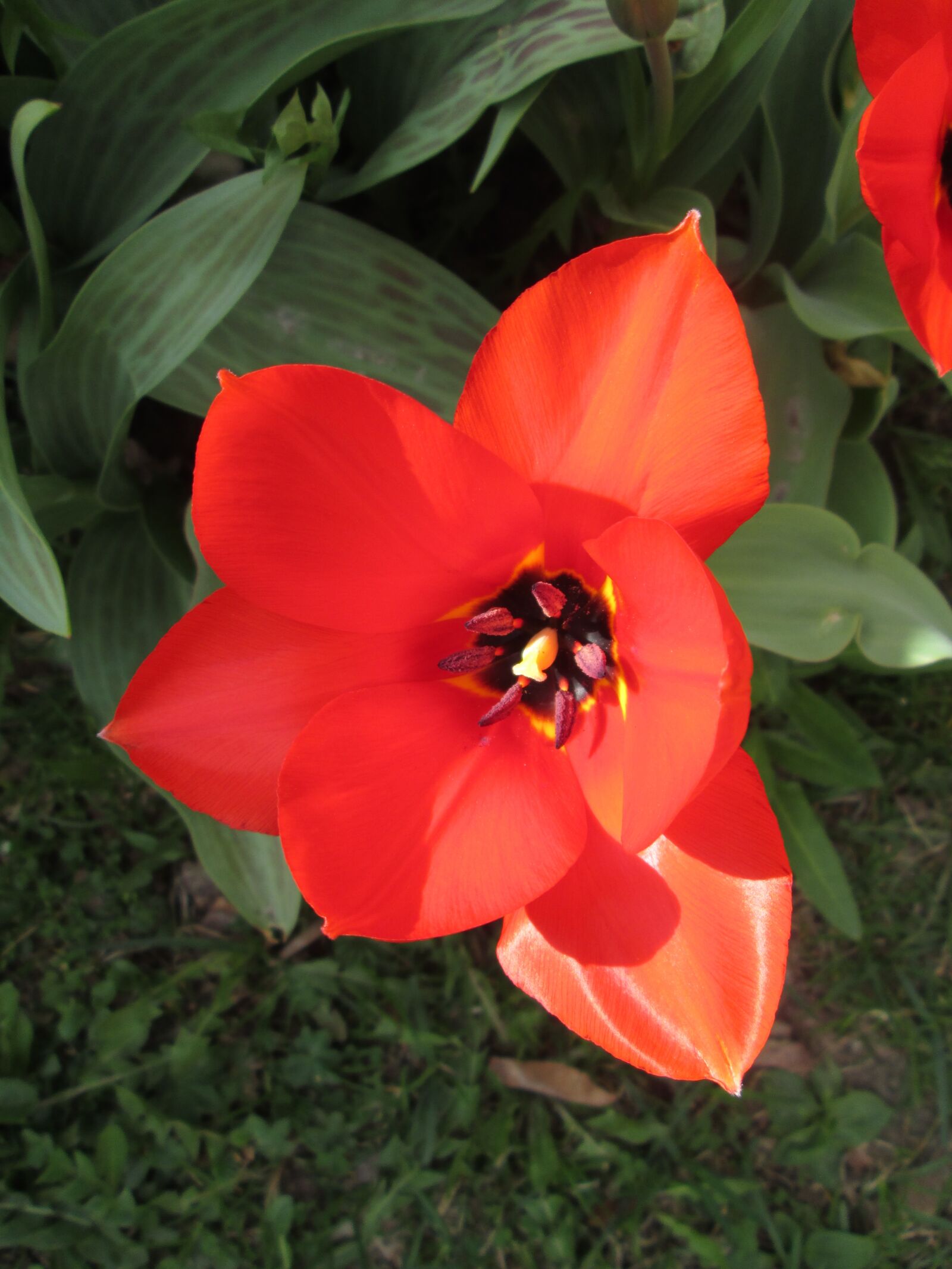 Canon POWERSHOT A2600 sample photo. Tulips, tulip, spring photography