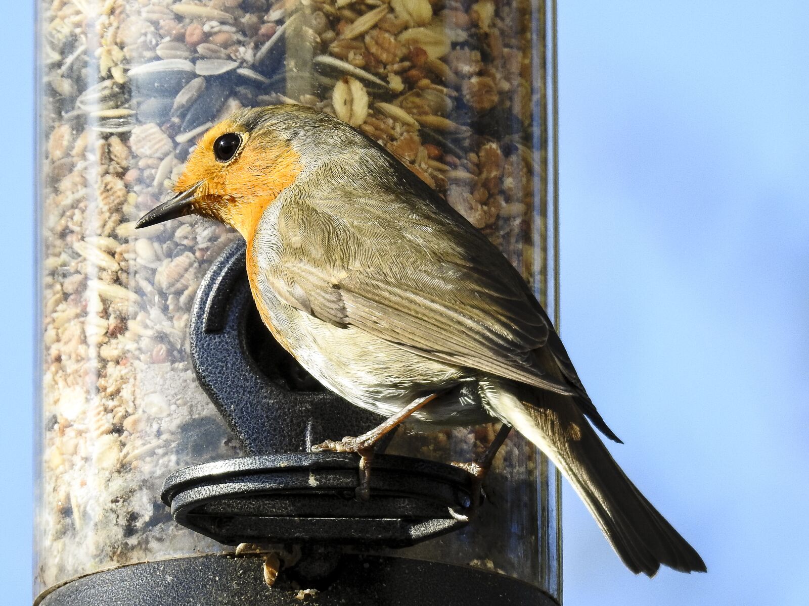 Nikon Coolpix P900 sample photo. Robin, bird, songbird photography