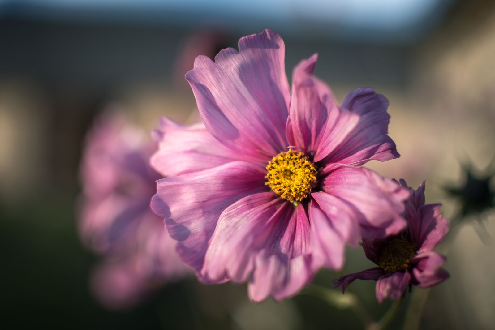 Nikon D7100 sample photo. Flower, nature, flora photography