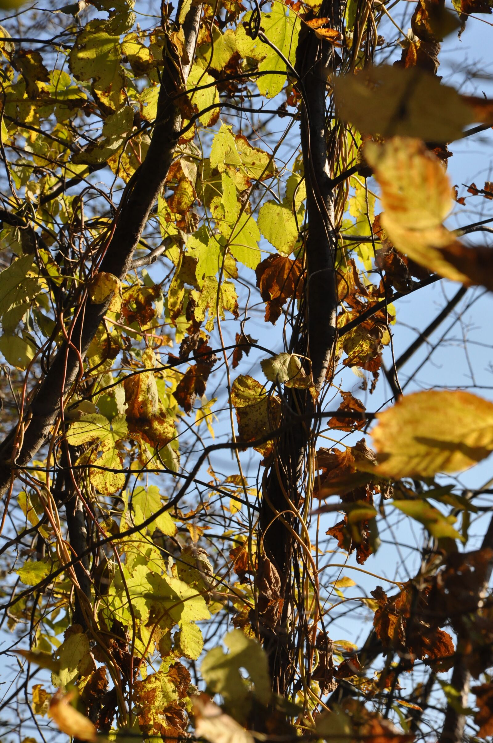 Nikon D90 sample photo. Autumn, foliage, branches photography