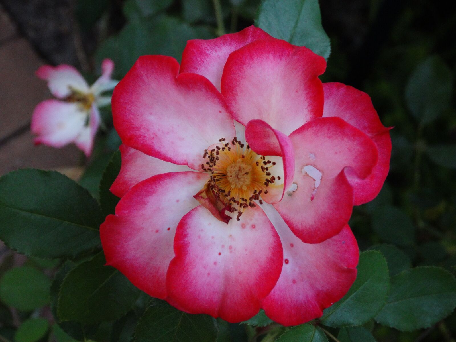 Sony Cyber-shot DSC-HX300 sample photo. Flower, pink, nature photography