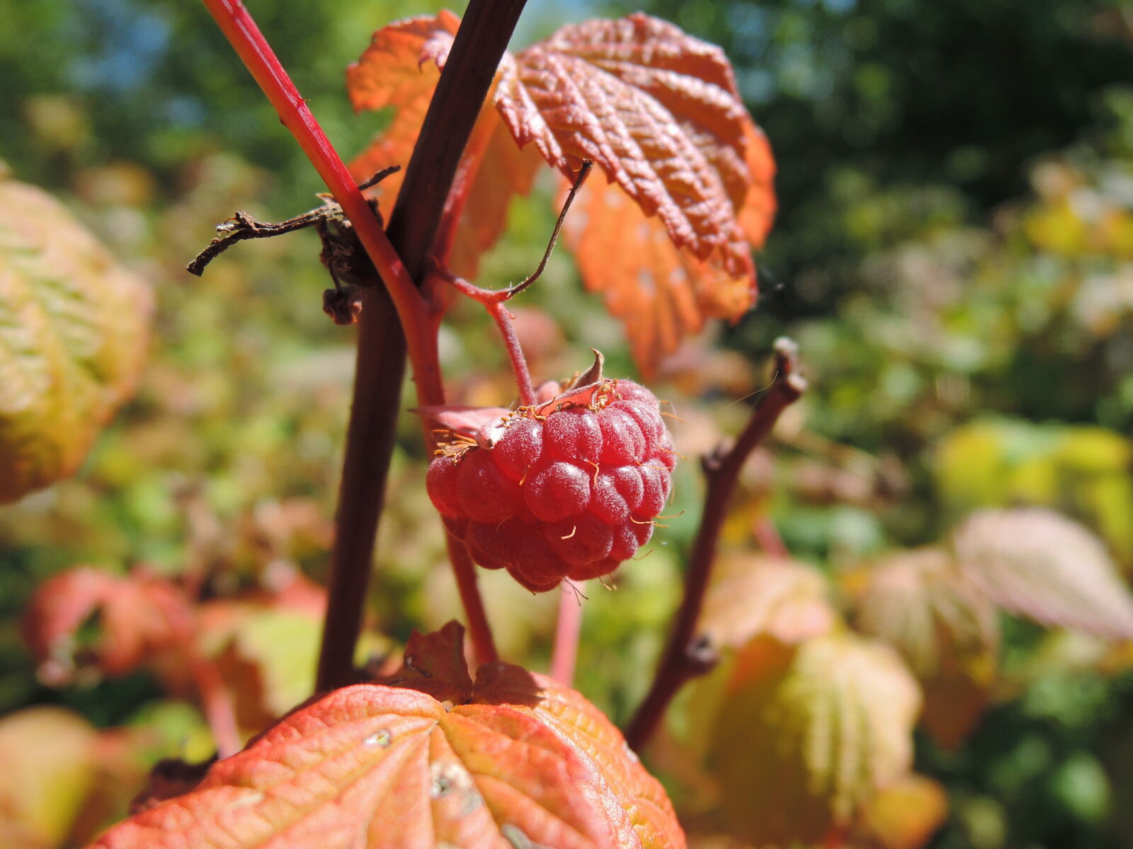 Nikon Coolpix P330 sample photo. Autumn, raspberry, sunny, raspberry photography