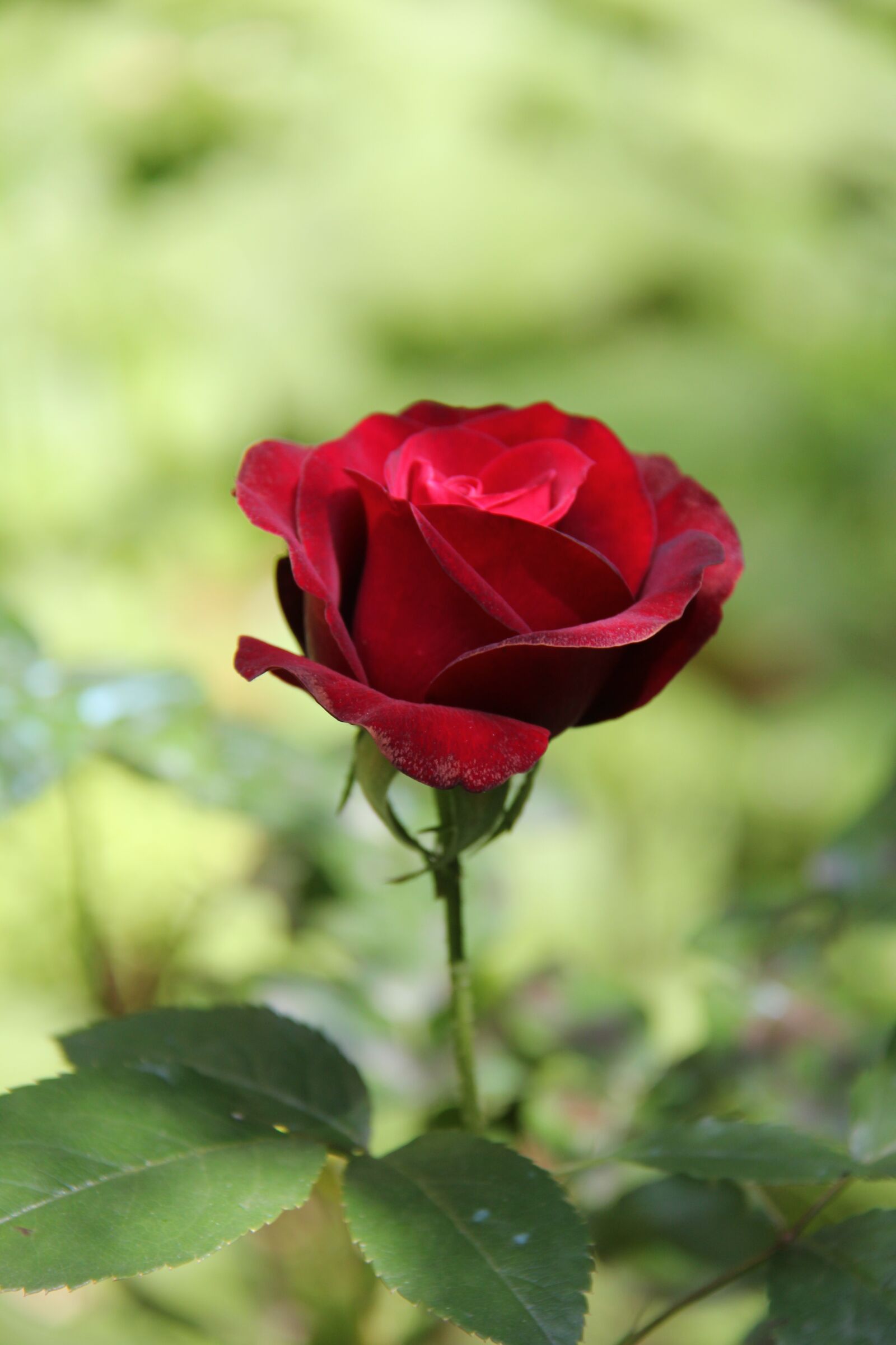 Canon EOS 550D (EOS Rebel T2i / EOS Kiss X4) sample photo. Rosa, flower, nature photography