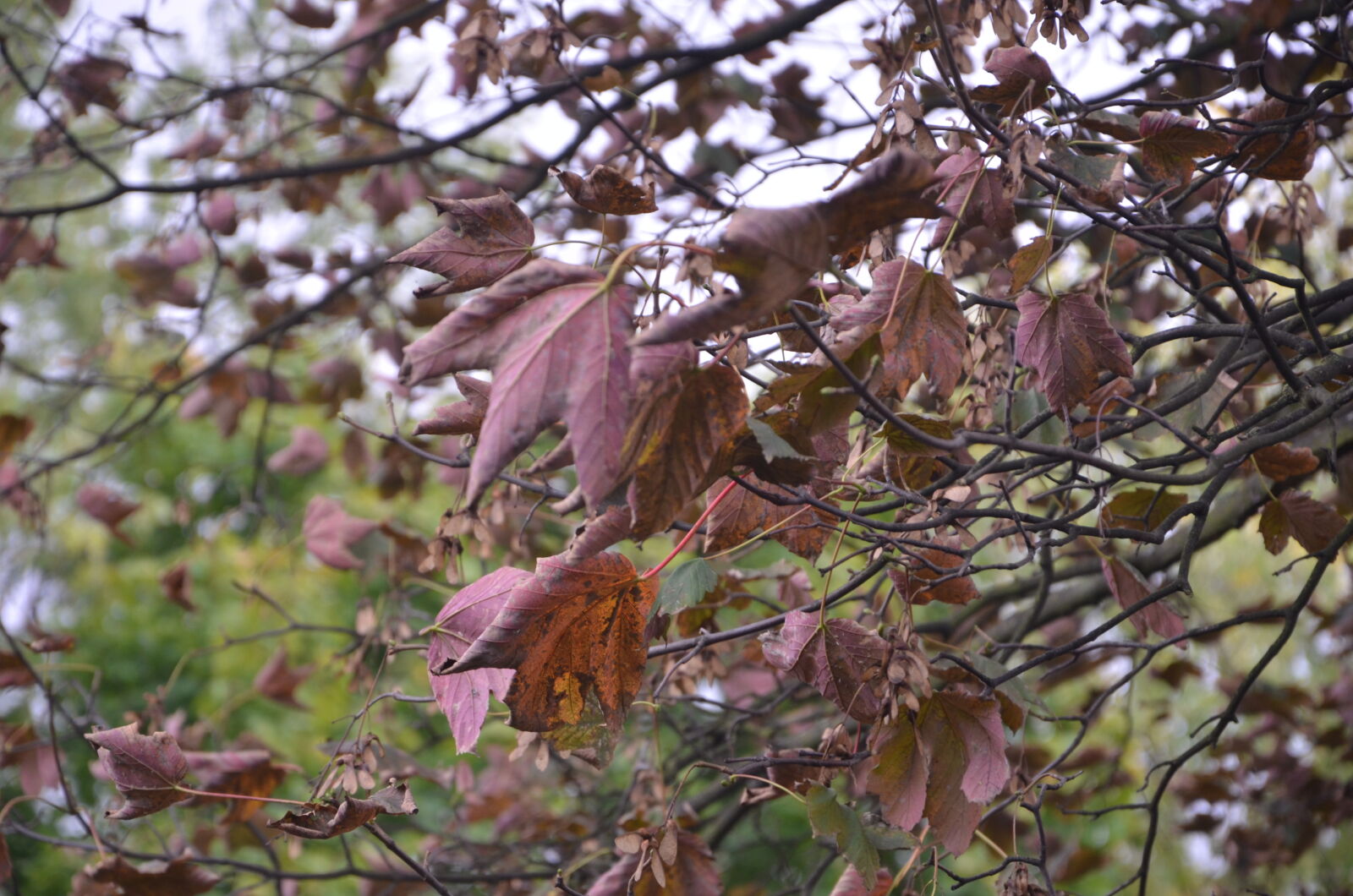 Nikon D7000 sample photo. Autumn, colours photography