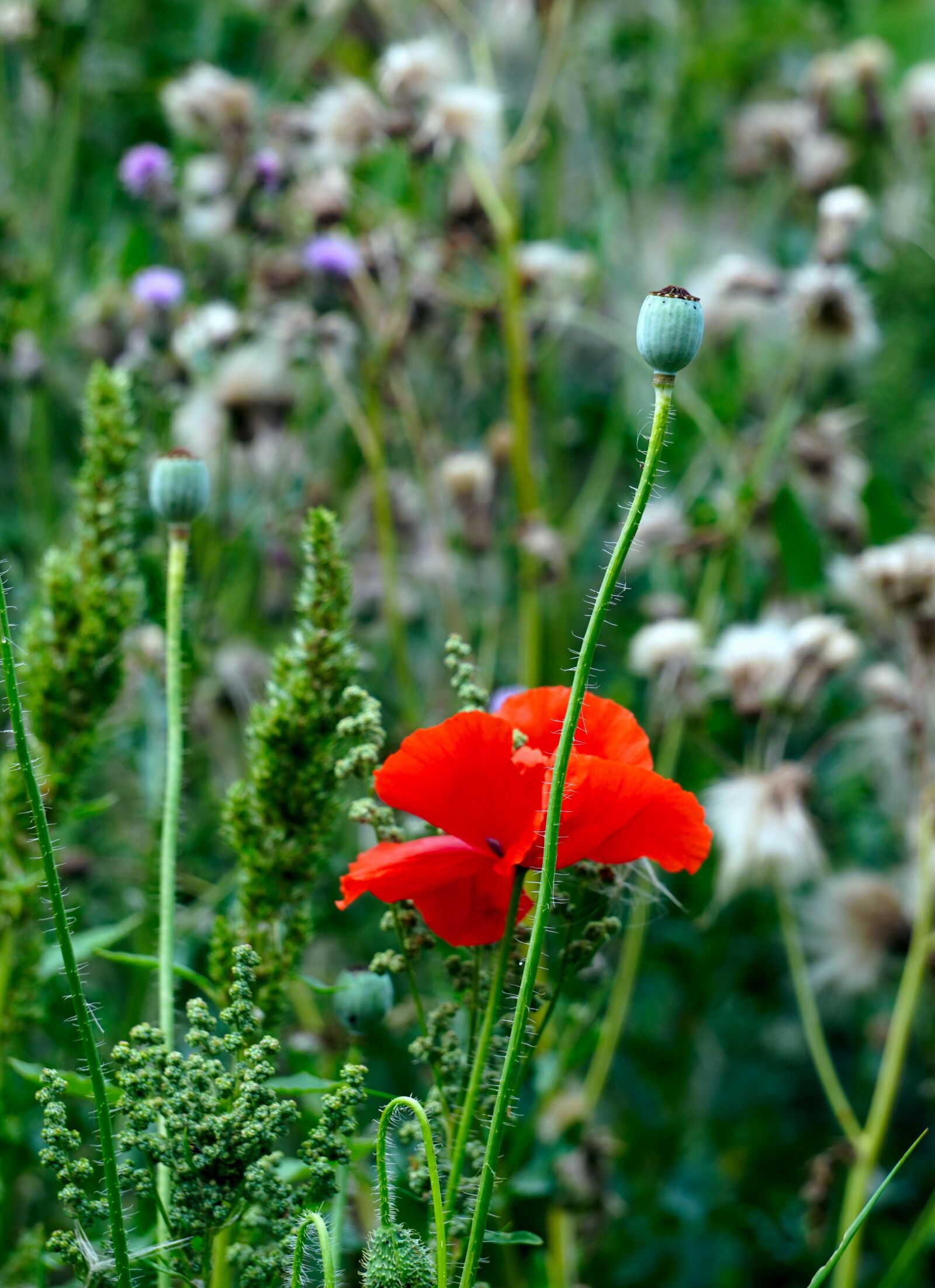 Sony E 55-210mm F4.5-6.3 OSS sample photo. Poppy, blossom, bloom photography