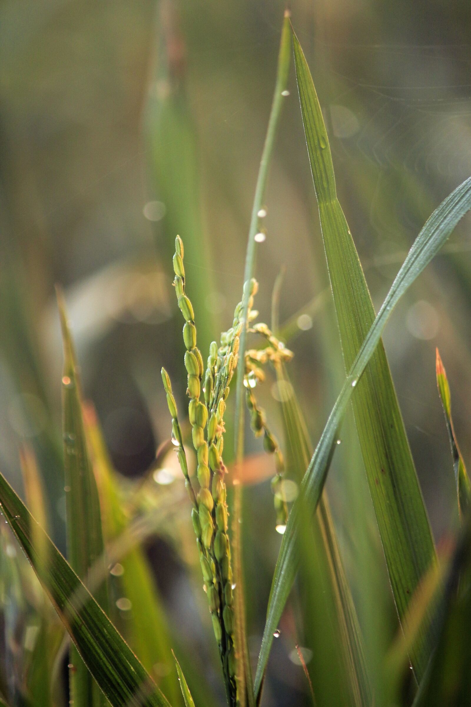 Canon EOS 700D (EOS Rebel T5i / EOS Kiss X7i) sample photo. Rice plant, paddy, rice photography