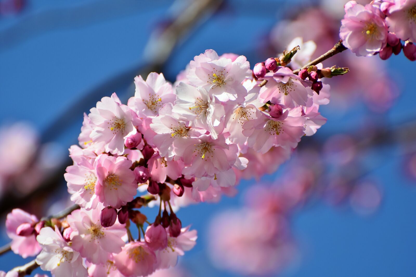Nikon D7200 sample photo. Cherry blossom, ornamental cherry photography