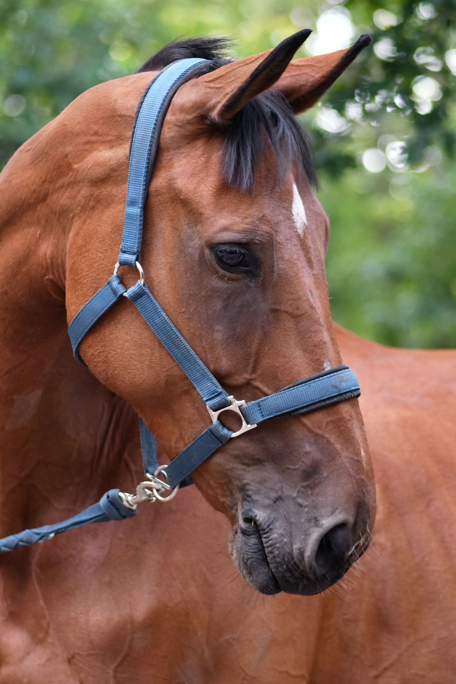 Nikon D500 + Tokina AT-X Pro 100mm F2.8 Macro sample photo. Horse, mare, head photography