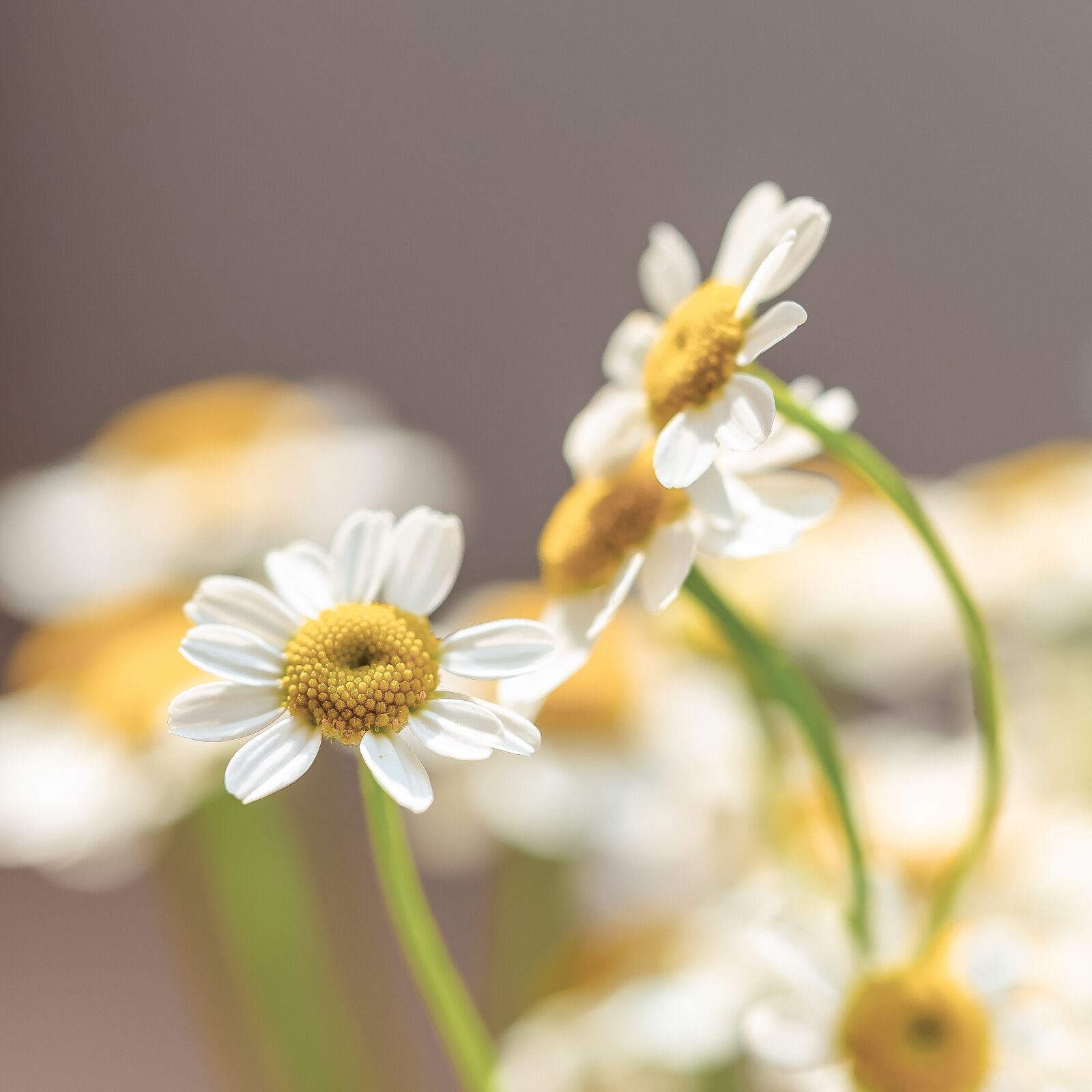Sony FE 90mm F2.8 Macro G OSS sample photo. Flower, white, spring photography