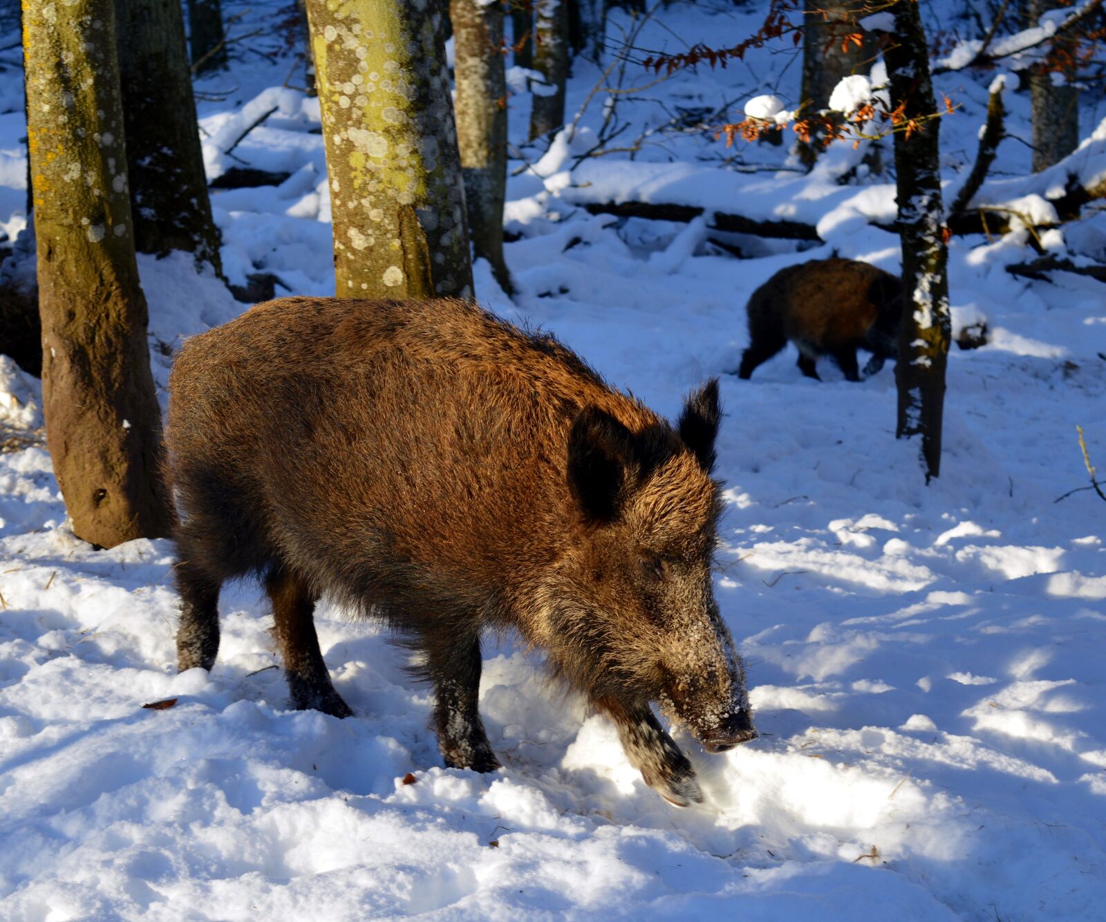 Nikon D3200 sample photo. Boar, pig, sow photography