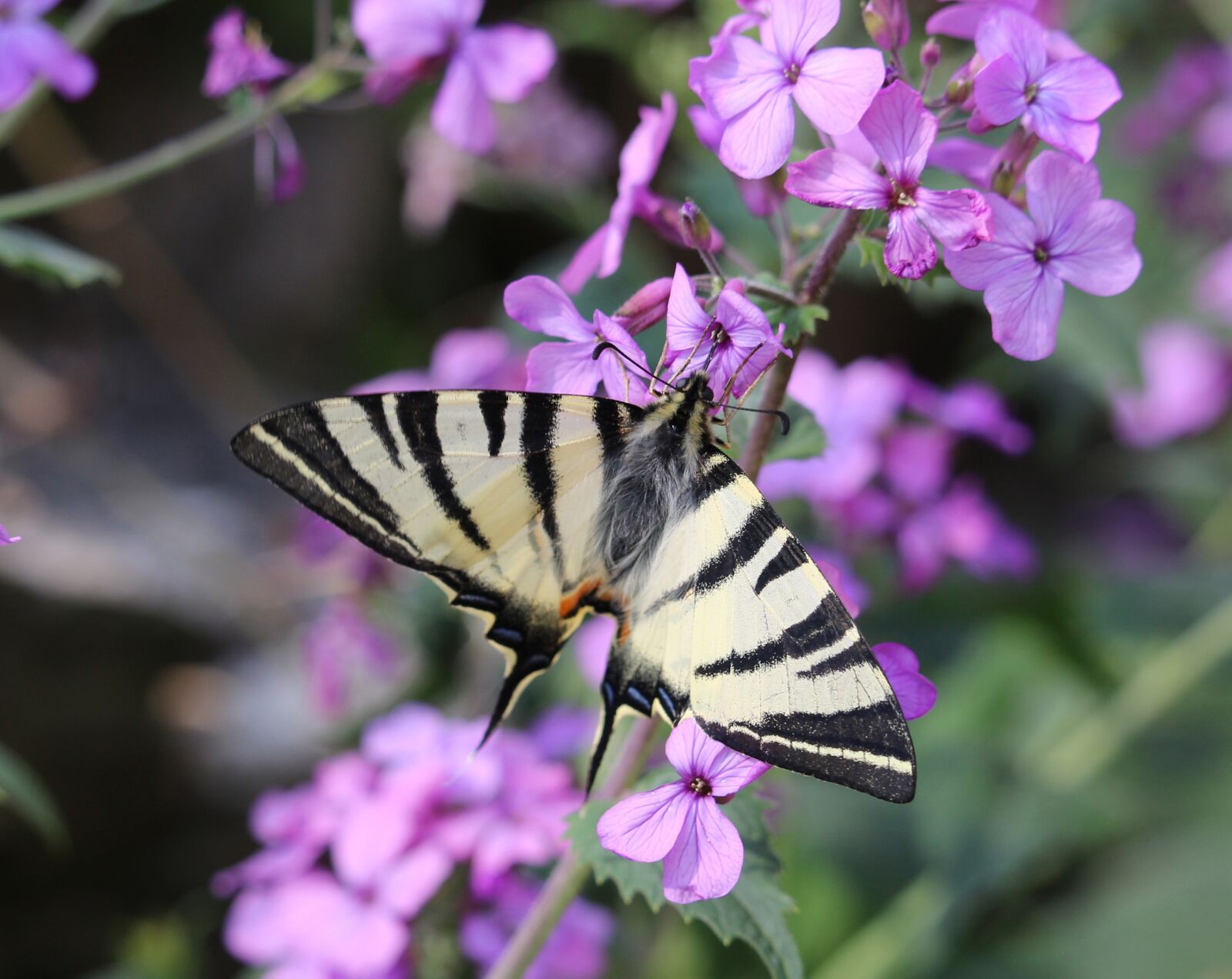 Canon EOS 700D (EOS Rebel T5i / EOS Kiss X7i) sample photo. Lilac, purple, violet photography
