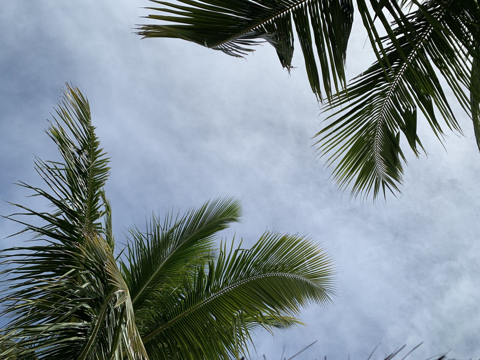 Apple iPhone XR sample photo. Palm tree, landscape, relax photography