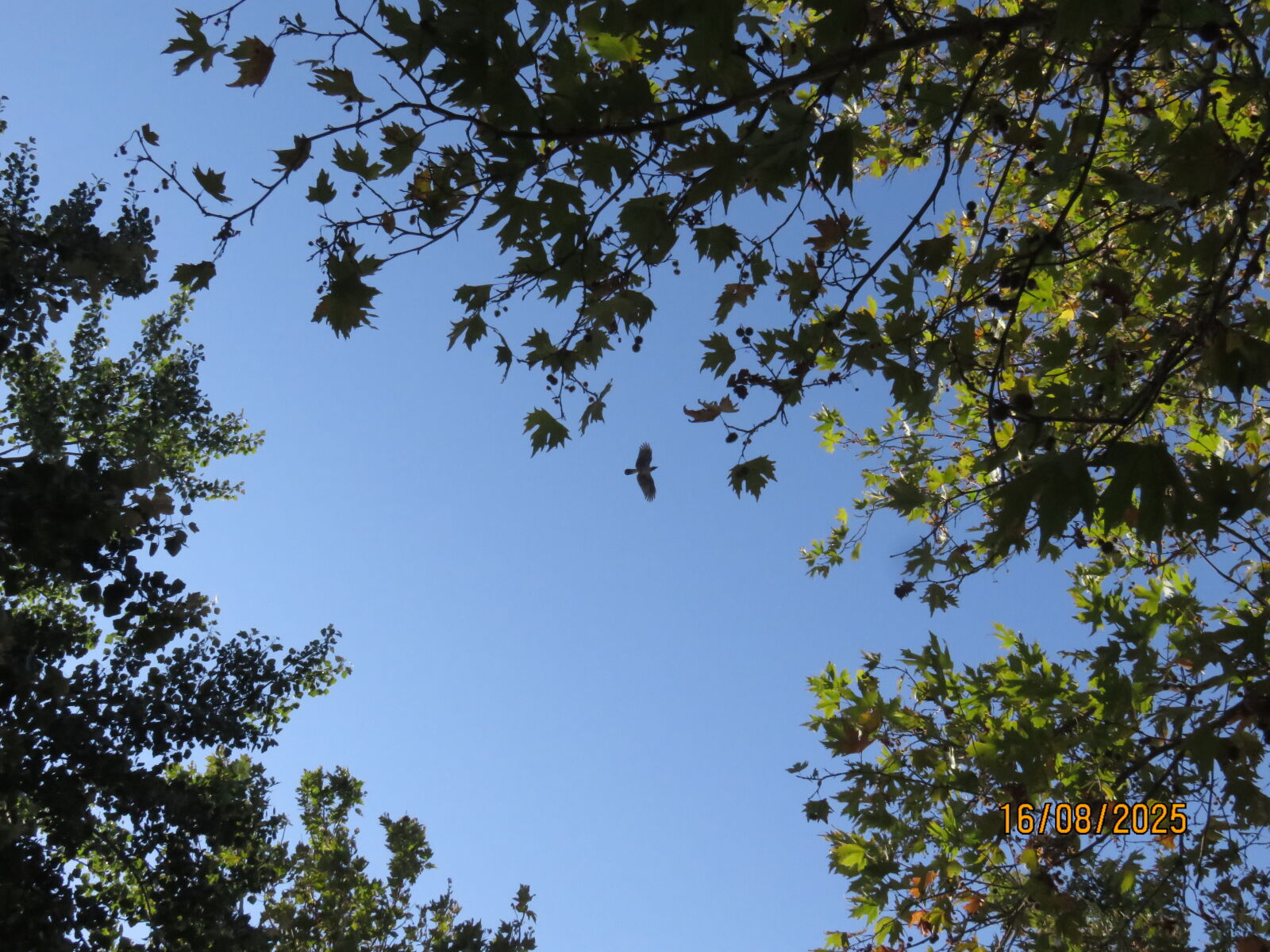 Canon PowerShot SX700 HS sample photo. Flying bird in iznik photography