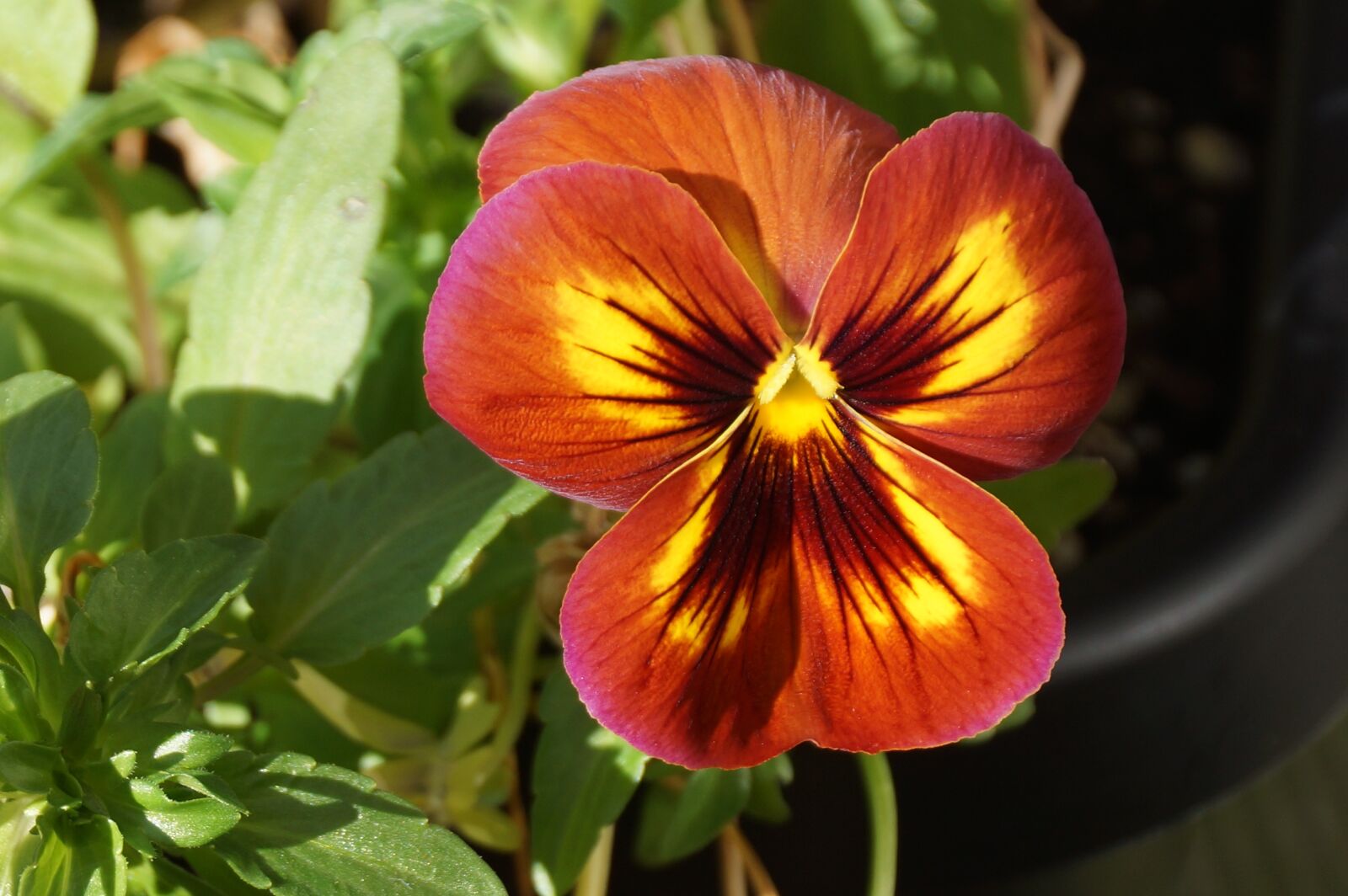 Sony DT 18-250mm F3.5-6.3 sample photo. Pansy, red, yellow photography