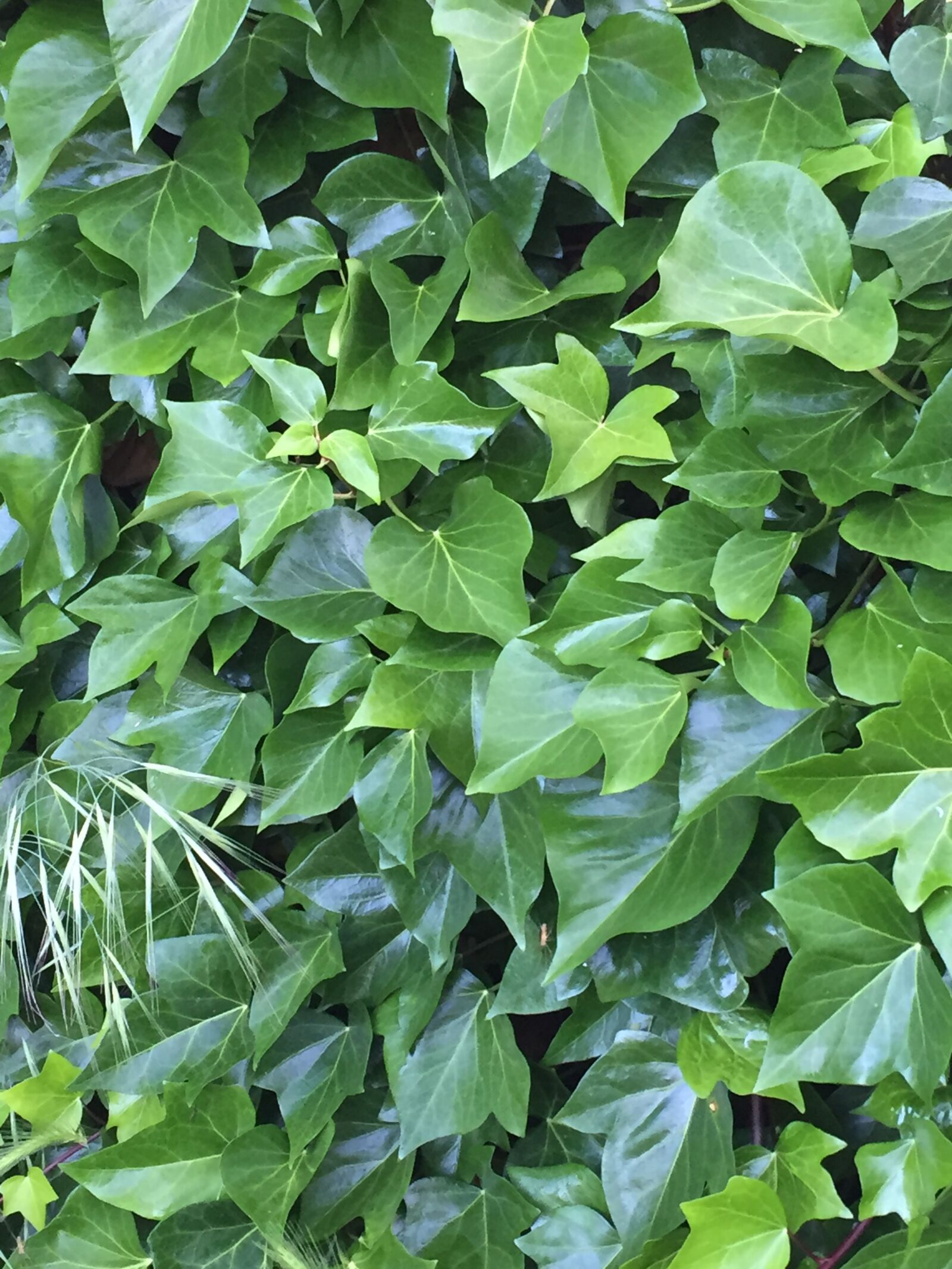 iPhone 6 back camera 4.15mm f/2.2 sample photo. Ivy, primavera, leaves photography