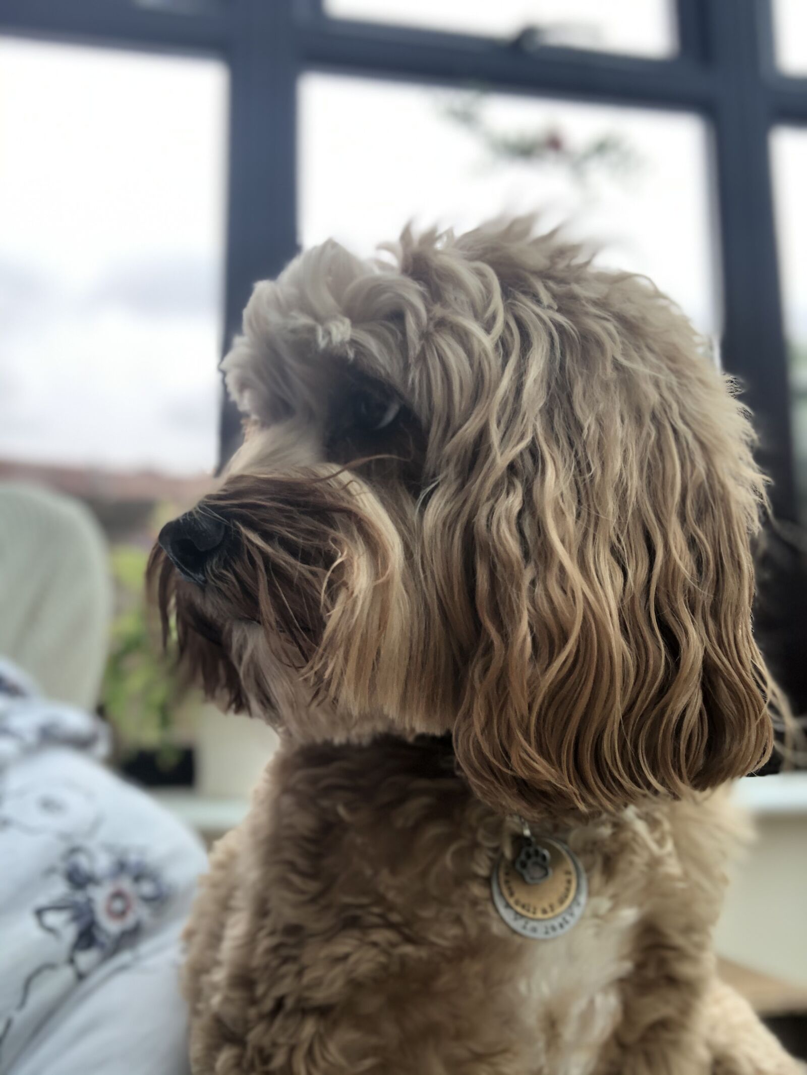 iPhone X front TrueDepth camera 2.87mm f/2.2 sample photo. Cockapoo, dog, cute photography