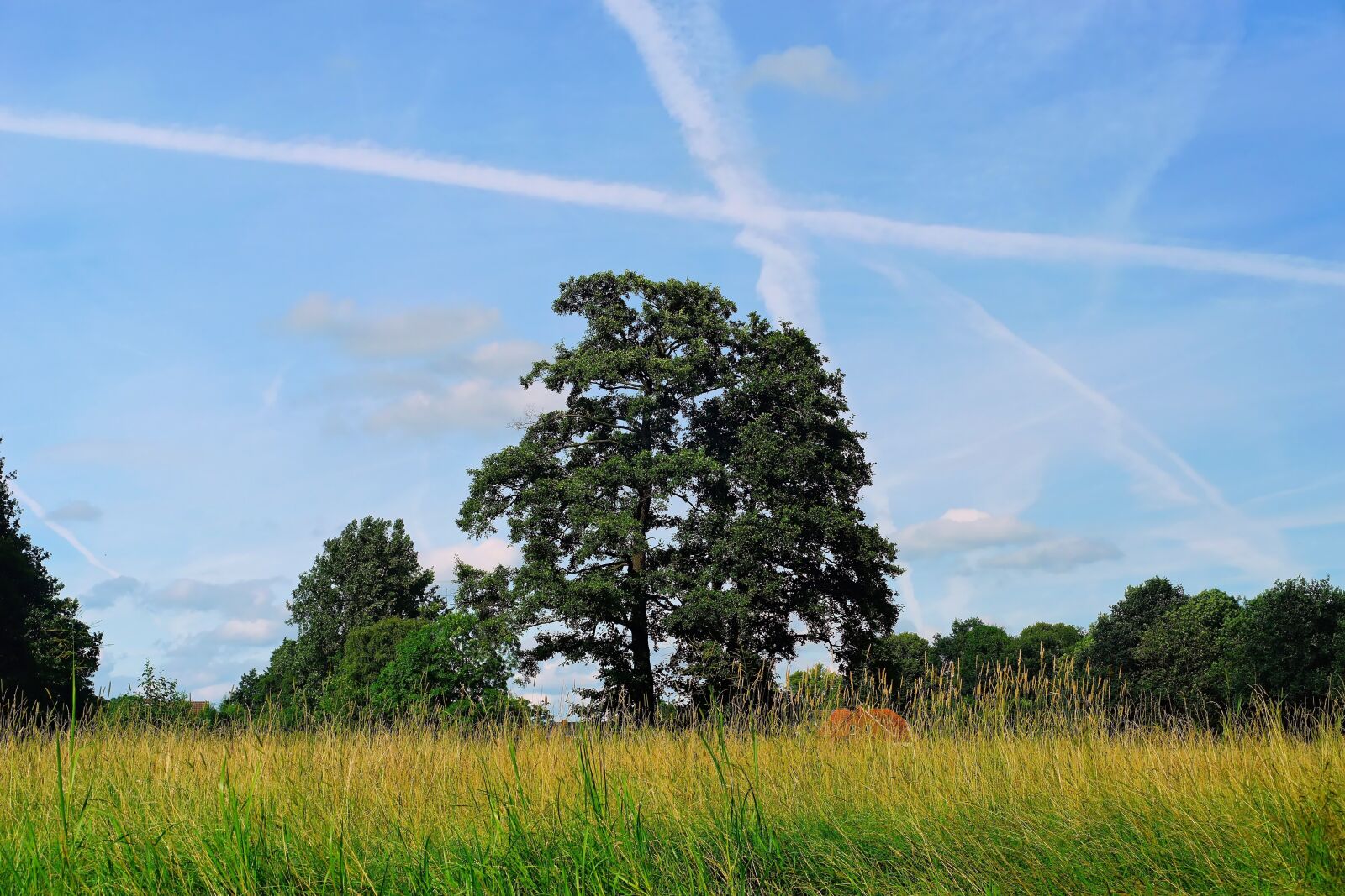 Sony a99 II sample photo. Landscape, meadow, trees photography