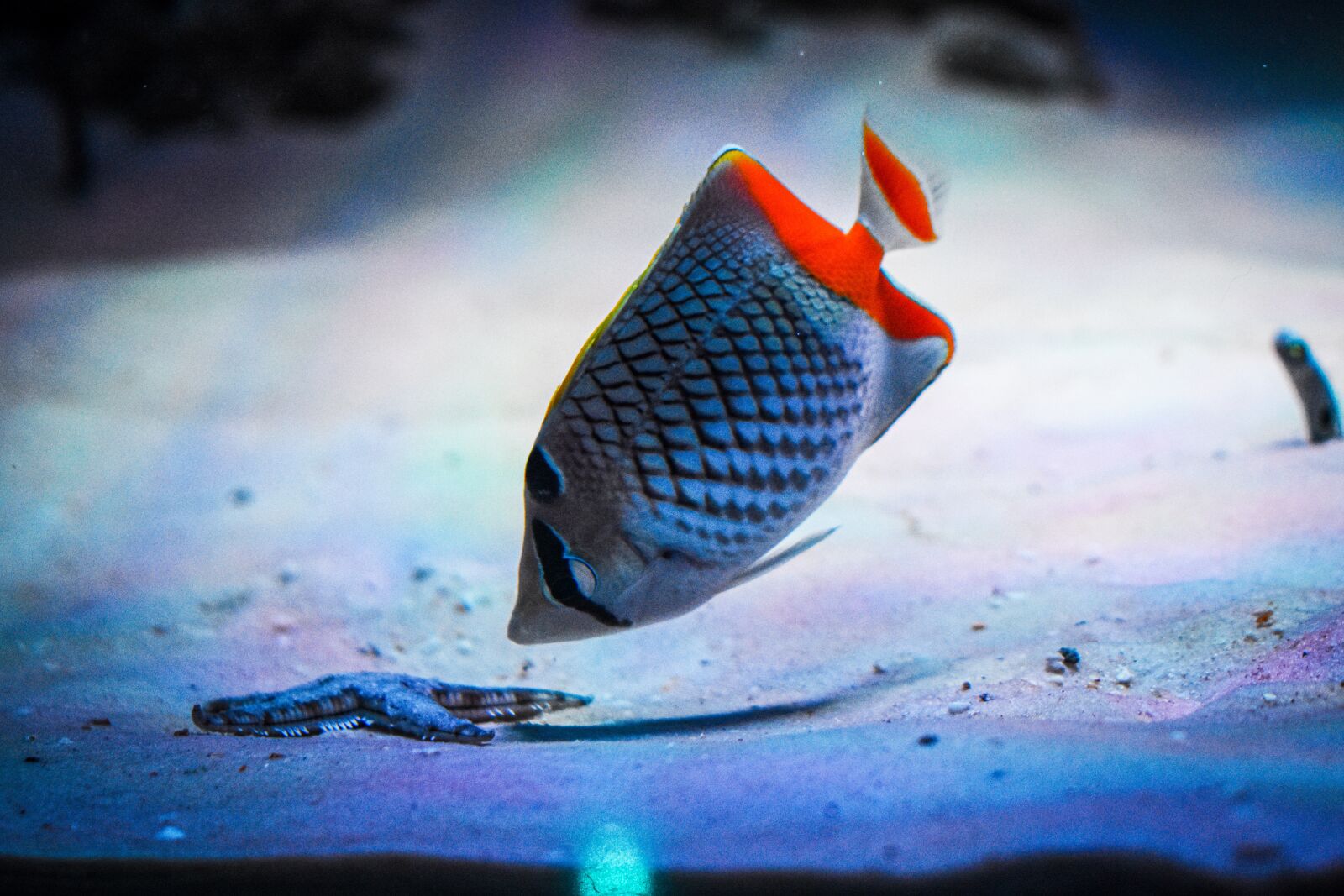Nikon D3400 sample photo. Fish, nature, colour photography
