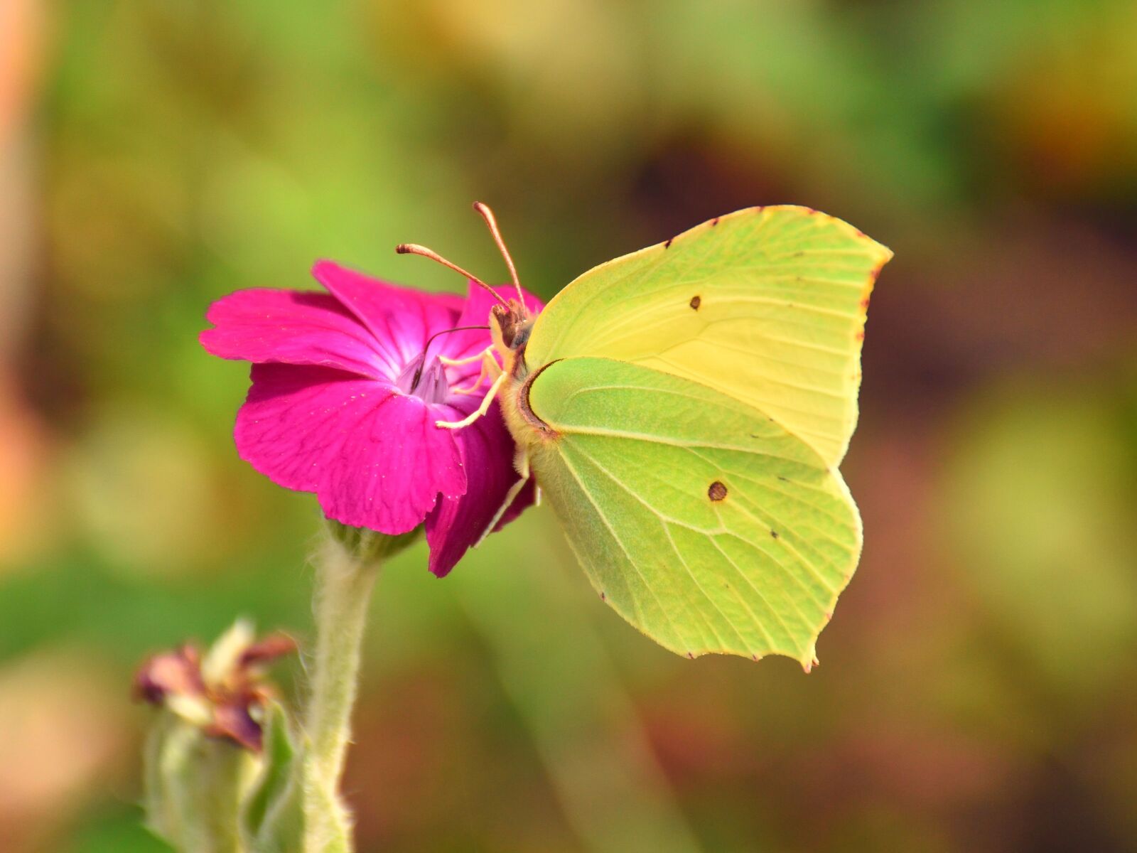 Nikon D5500 sample photo. Butterfly, red flower, close photography