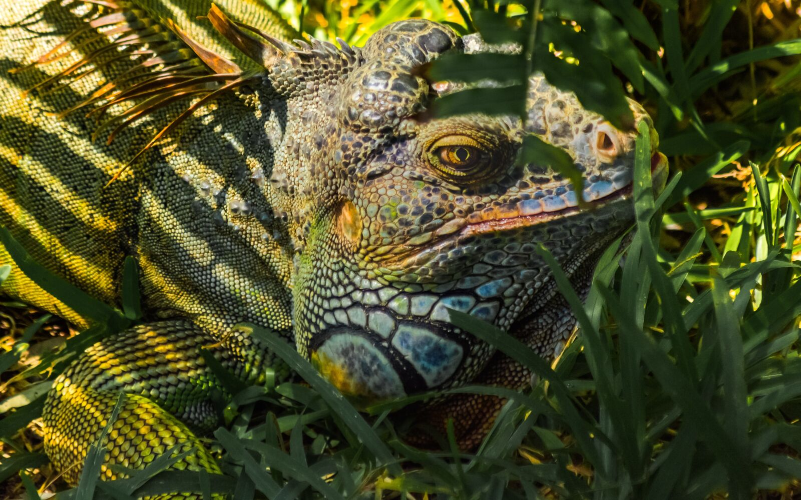 Nikon D5200 sample photo. Nature, animal, wildlife photography