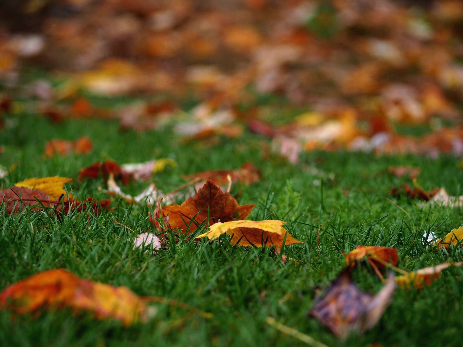 Olympus OM-D E-M10 II sample photo. Autumn, leaf, color photography