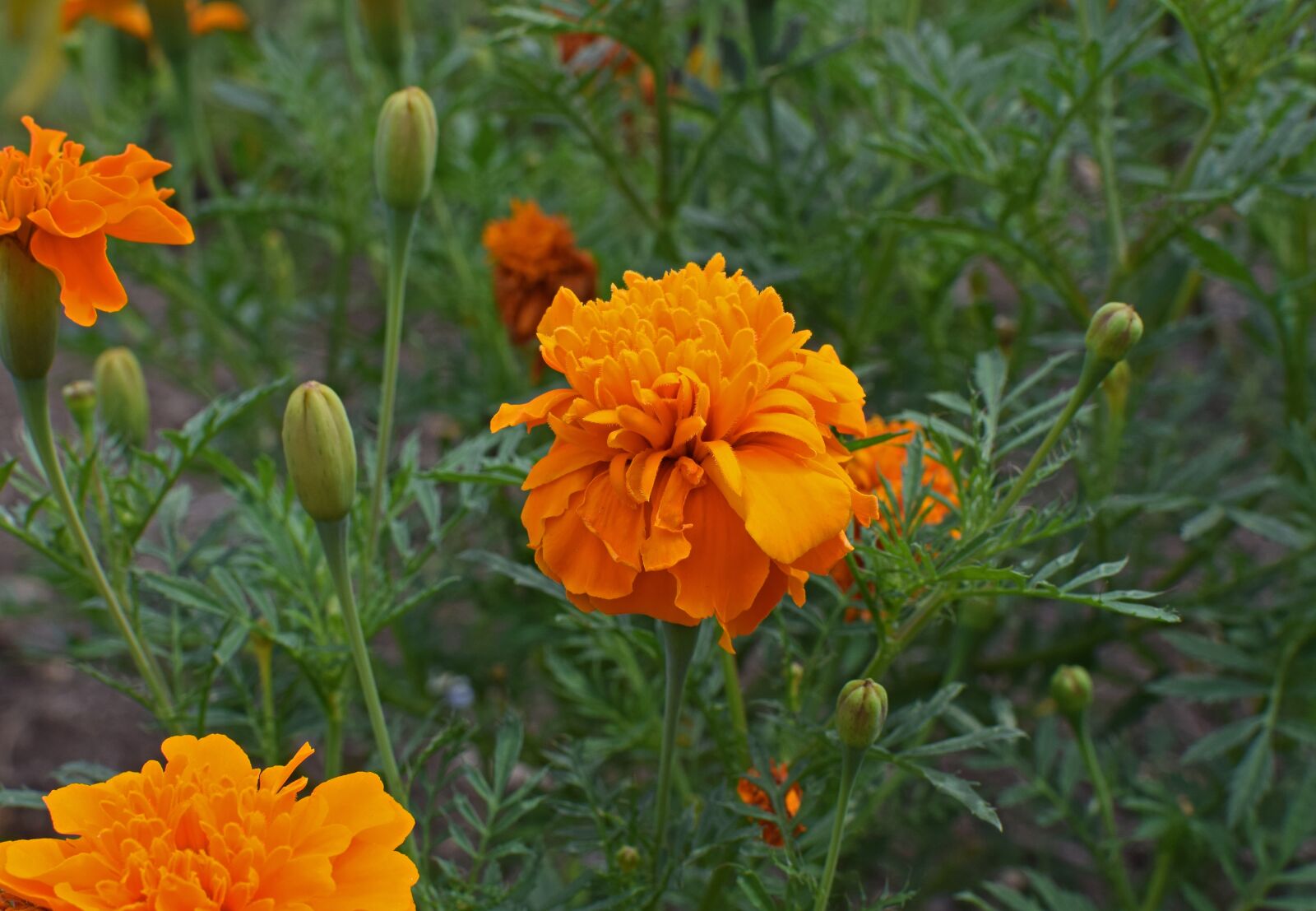 Nikon D3300 sample photo. Orange marigold, flower, blossom photography