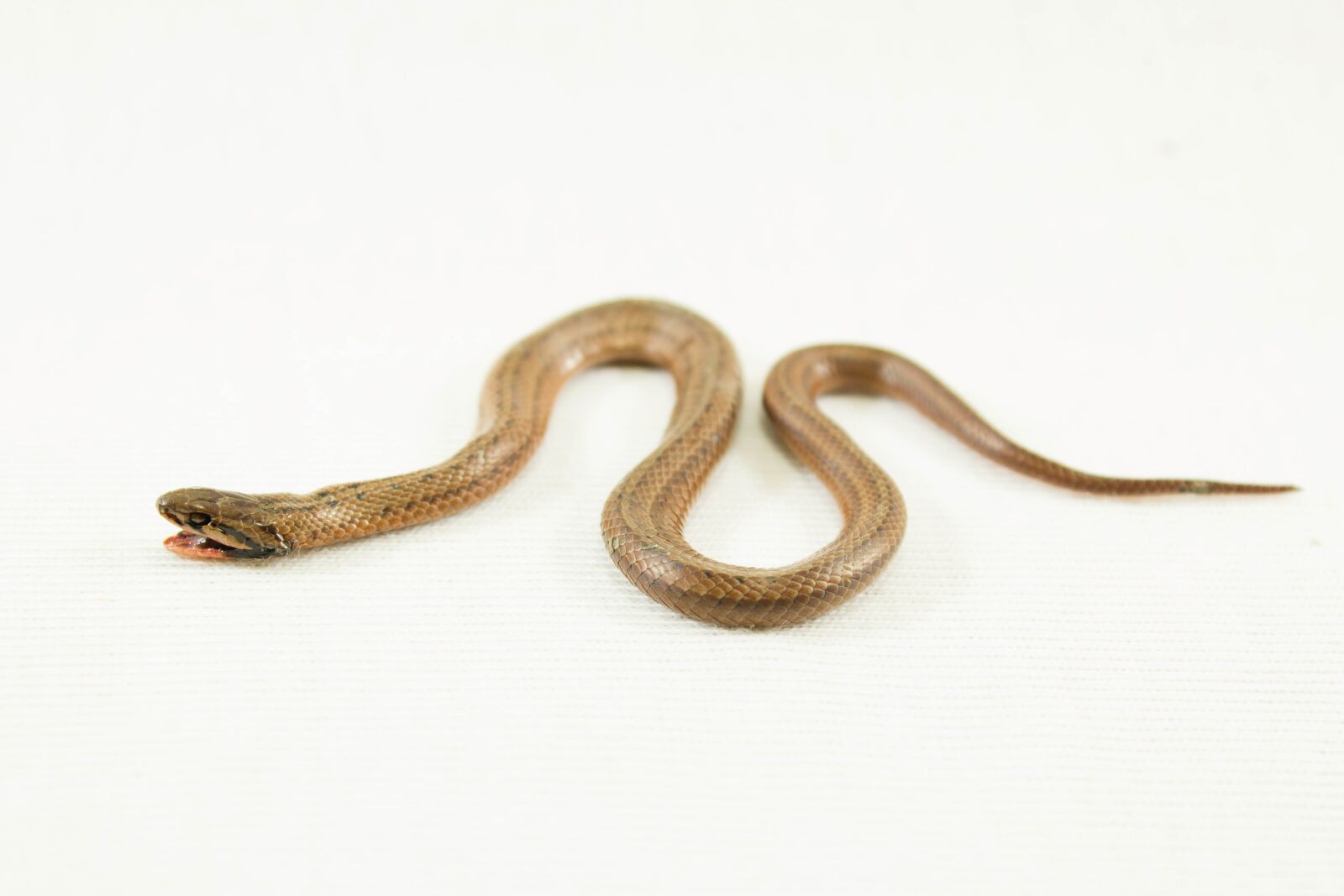 Canon EOS 1200D (EOS Rebel T5 / EOS Kiss X70 / EOS Hi) sample photo. Adder, animal, black, boa photography
