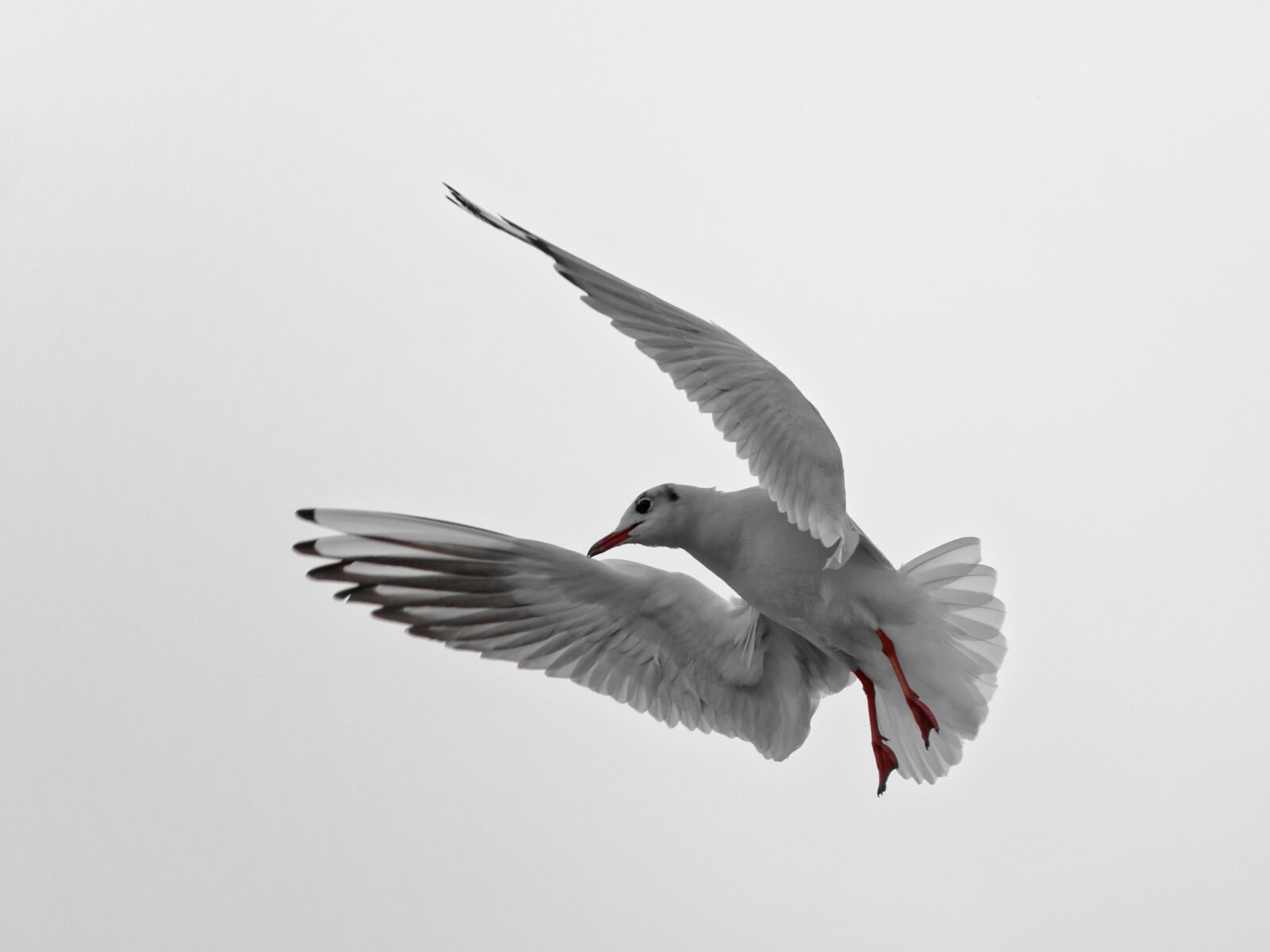 Nikon D80 sample photo. Seagull, montreux, vaud photography