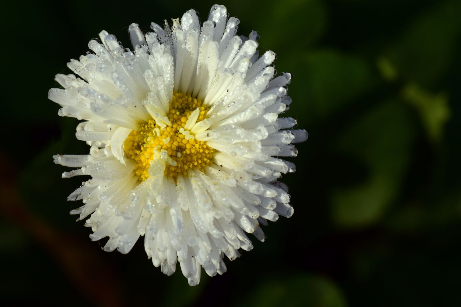 Nikon D3300 sample photo. Daisy, geese flower, white photography