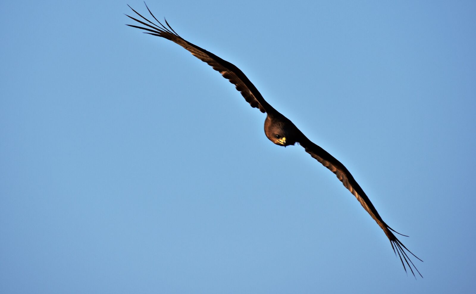 Nikon D5600 sample photo. Bird, wildlife, nature photography