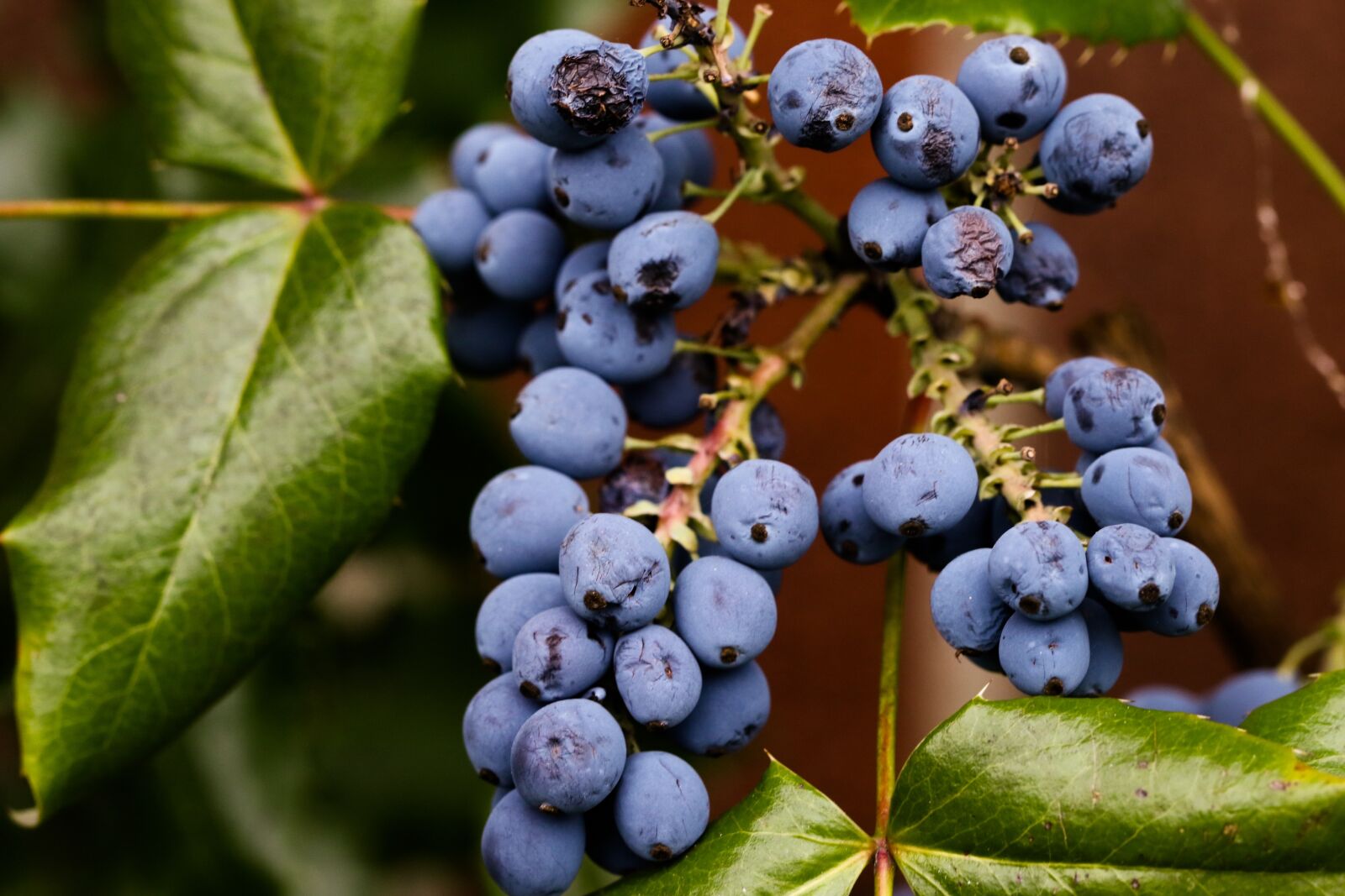 Canon EOS 7D Mark II sample photo. Berry, autumn, fall photography